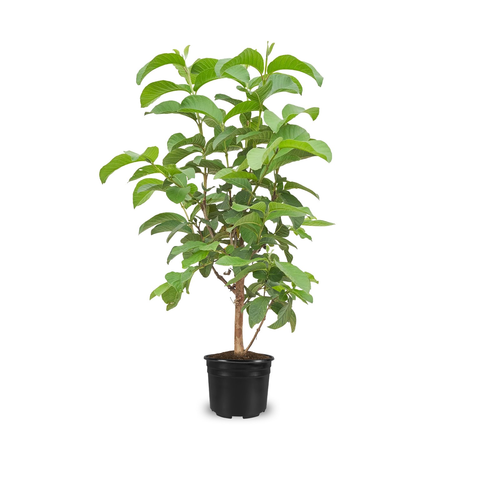 slide 1 of 4, Lowe's 1 -Gallon Fruit Guava, 1 ct