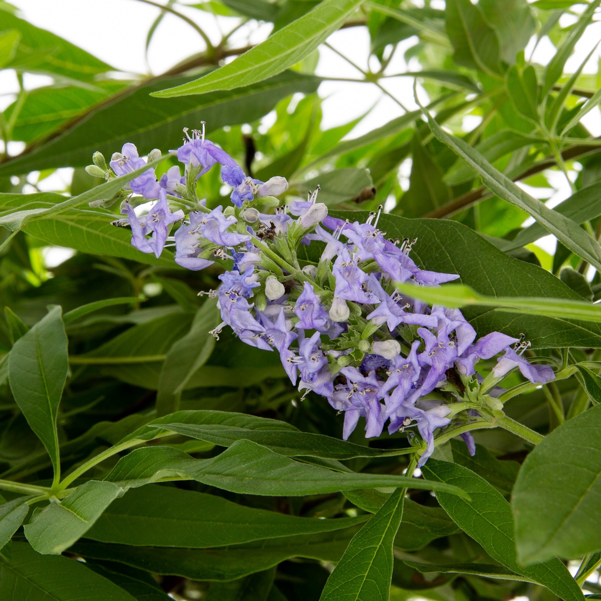 slide 2 of 4, Lowe's 13.35 -Gallon Blue Flowering Chaste Tree In pot (with soil), 1 ct