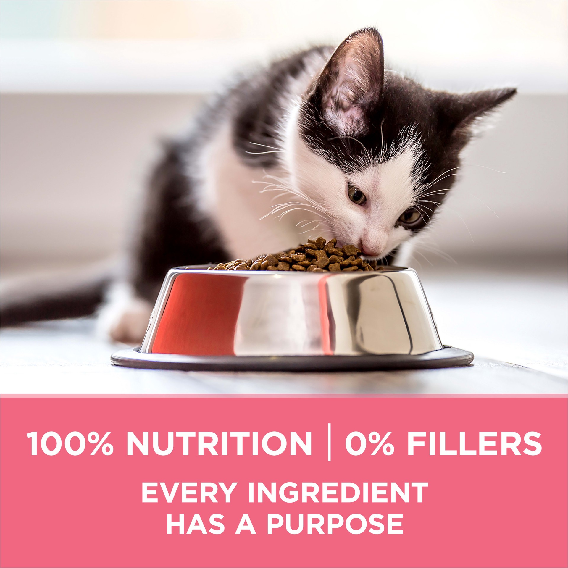 slide 6 of 6, Nestle Purina Purina One +Plus Dry Cat Food Up To 1 Year Chicken 3.5lb Bag - High Protein Kitten Food with DHA for Vision & Immune Support, 1 ct