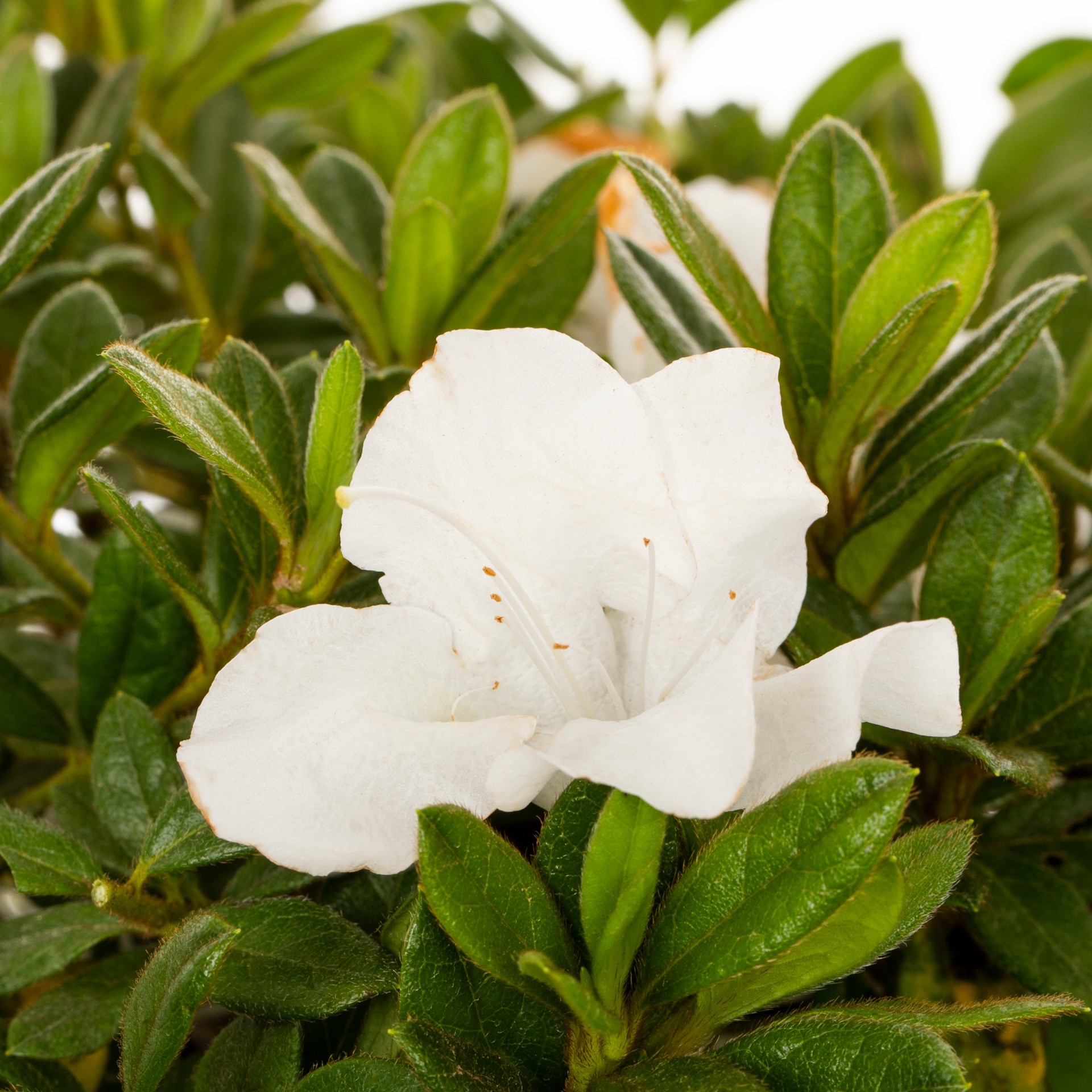 slide 3 of 5, Lowe's Azalea Flowering Shrub in 2 -Gallon Pot 1 -Pack with Multicolor Blooms, 1 ct