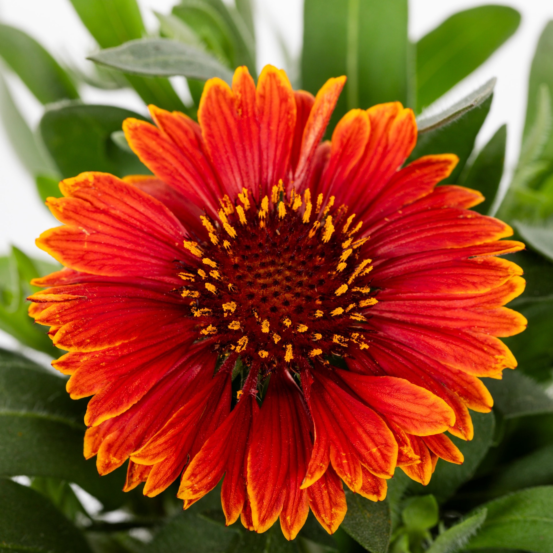 slide 2 of 4, Lowe's Multicolor Amber Wheels Blanket Flower Plant in 1.5 -Pint Pot 1 -Pack, 1 ct
