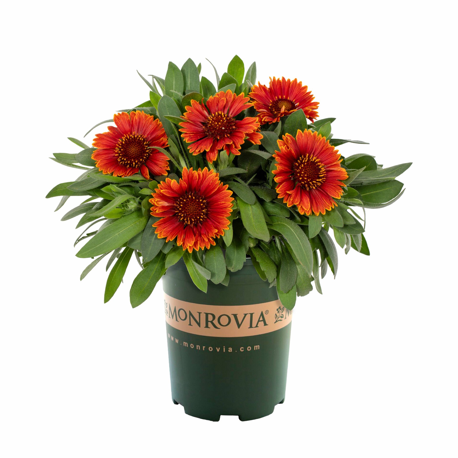 slide 1 of 4, Lowe's Multicolor Amber Wheels Blanket Flower Plant in 1.5 -Pint Pot 1 -Pack, 1 ct