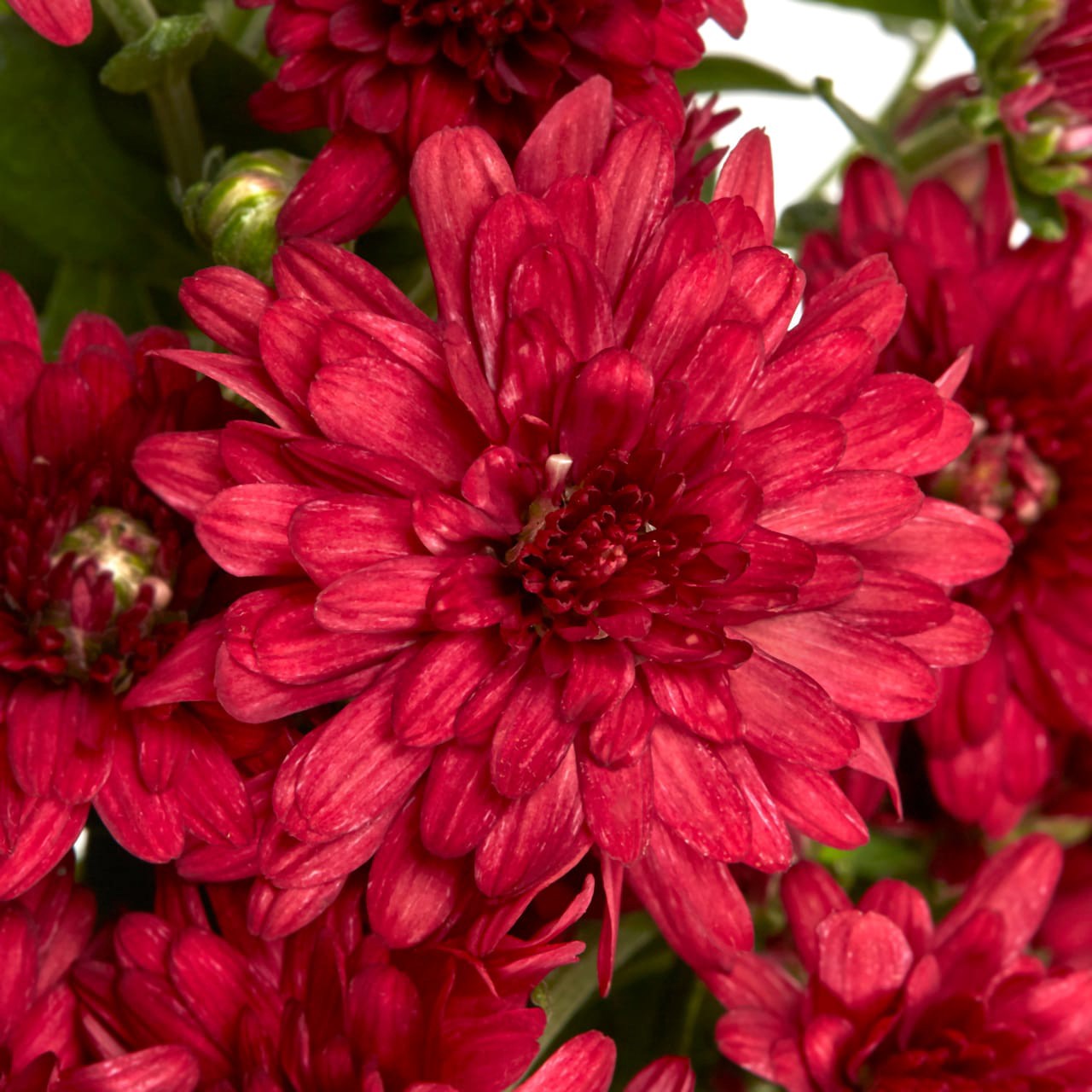 slide 2 of 4, Lowe's Red Mum in 1.5 Gallon(s) Pot 1 -Pack, 1 ct