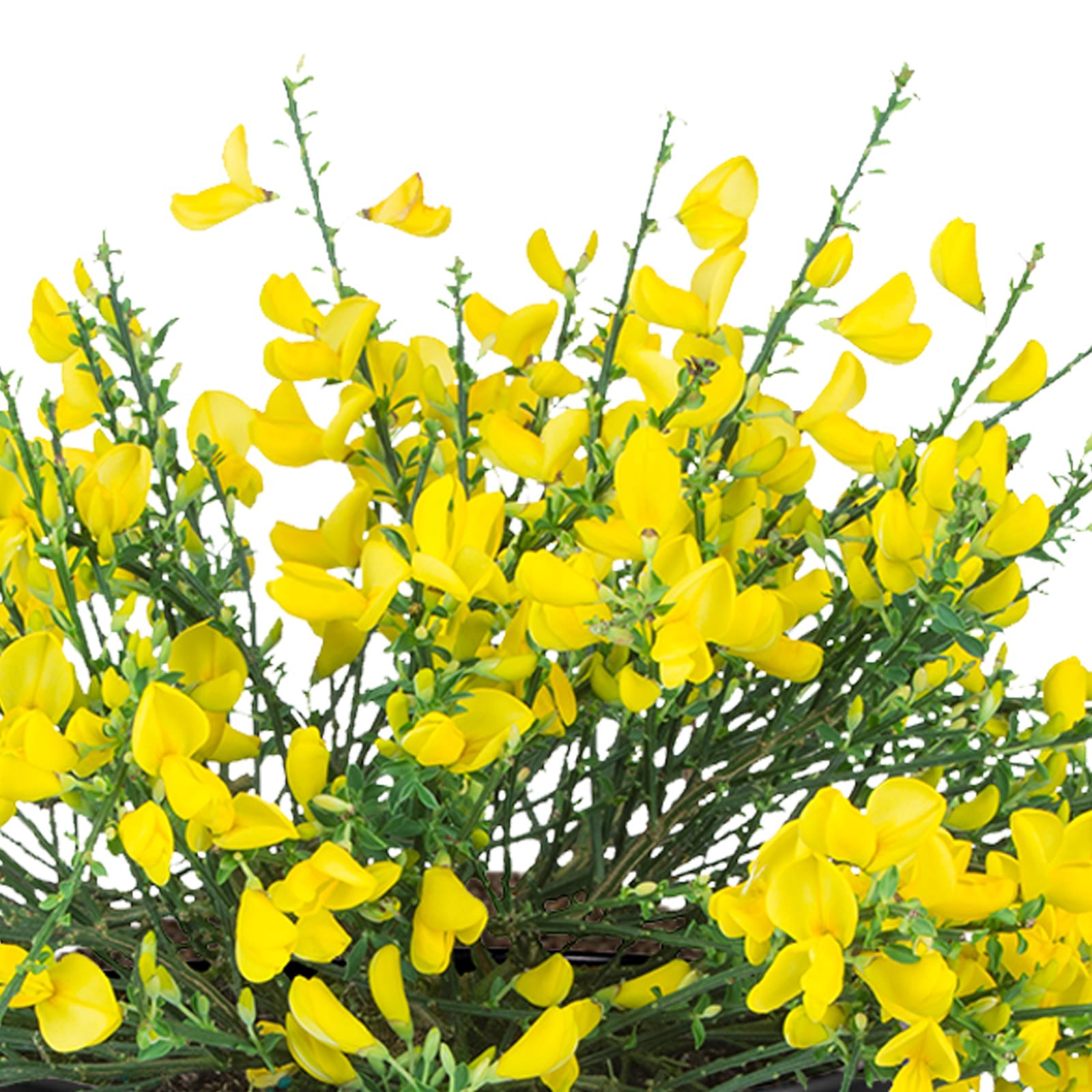 slide 2 of 2, Yellow Cytisus Scotch Broom Accent Shrub in 2.5-Quart In Pot (With Soil), 1 ct