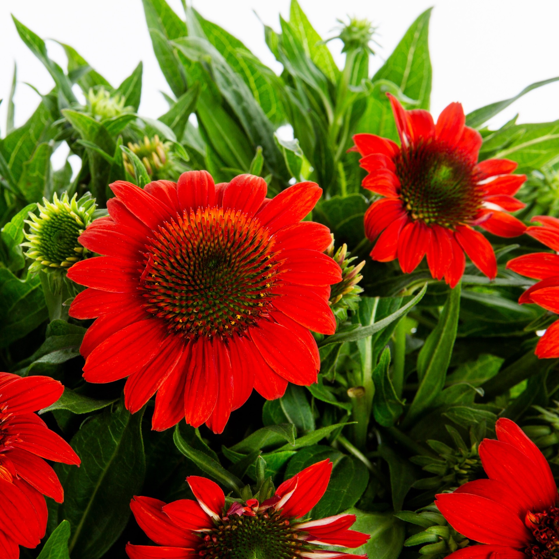 slide 2 of 4, Lowe's Orange Coneflower Plant in 2 -Quart Pot 1.0 -Pack, 1 ct