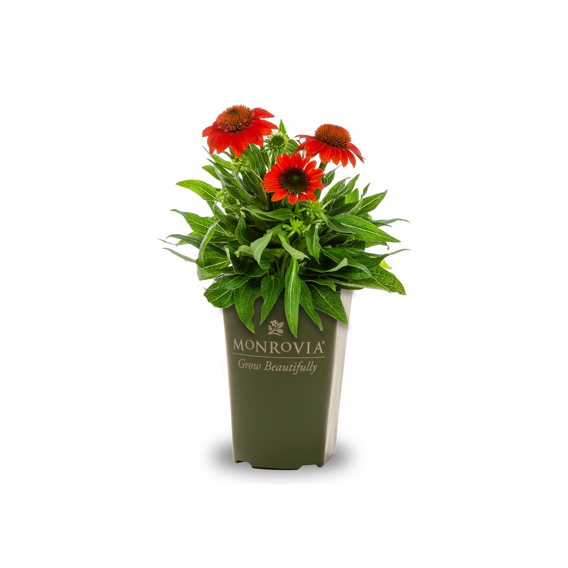 slide 1 of 4, Lowe's Orange Coneflower Plant in 2 -Quart Pot 1.0 -Pack, 1 ct