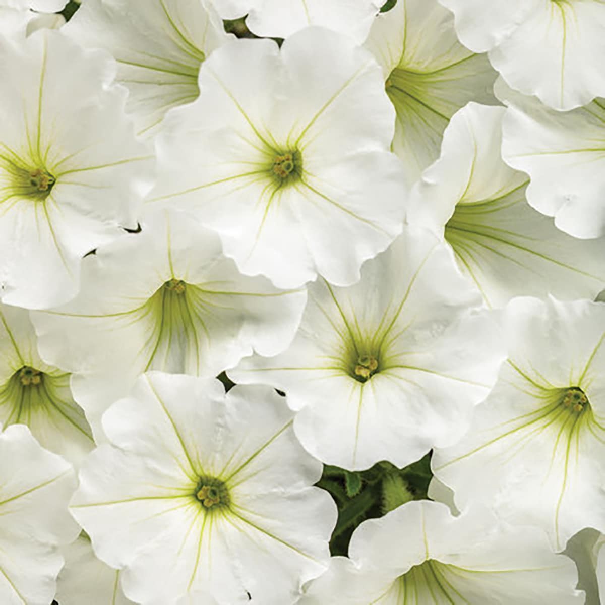 slide 2 of 4, Lowe's White Petunia in 1.5 Pint Pot 1 -Pack, 1 ct