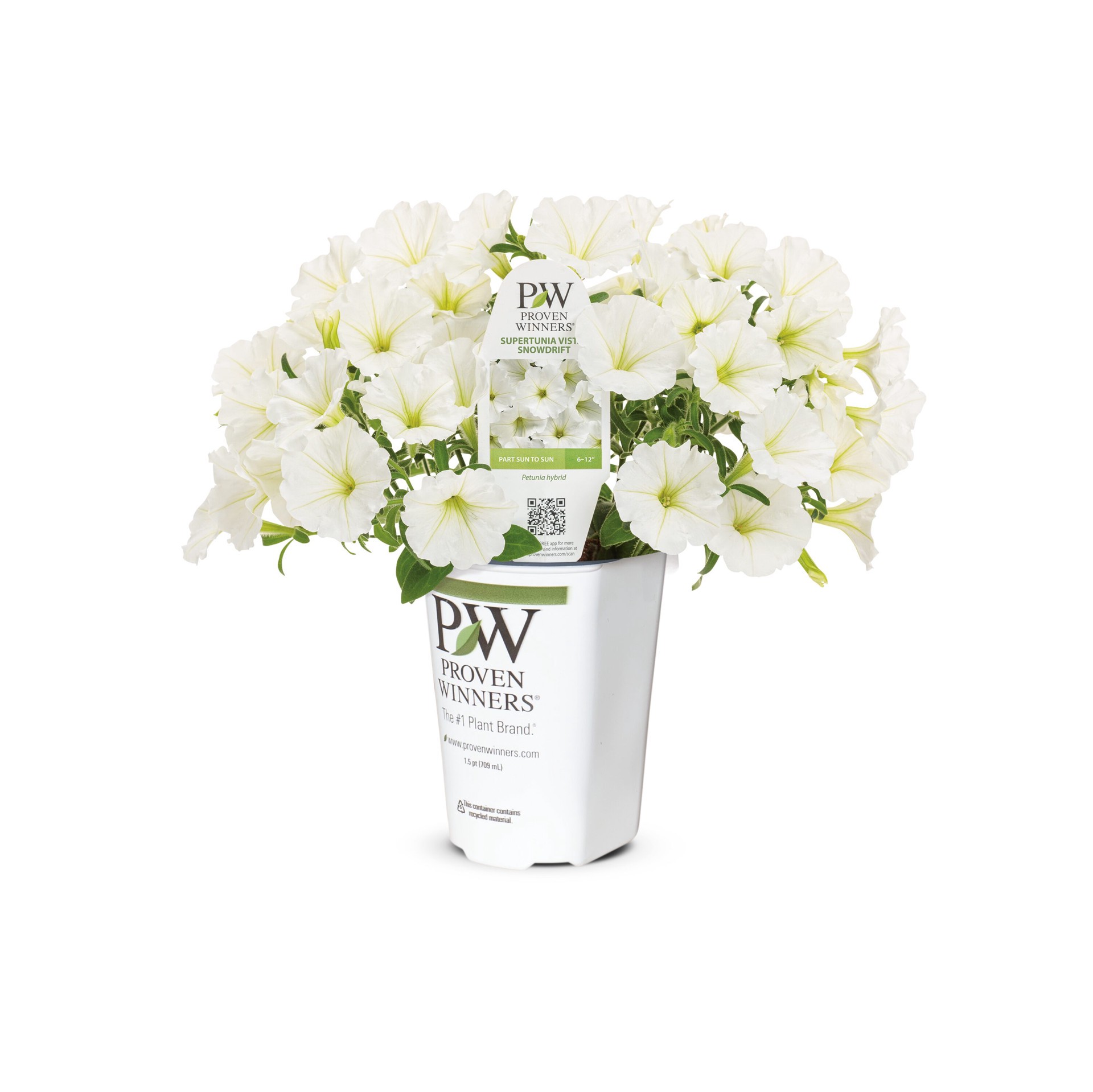 slide 1 of 4, Lowe's White Petunia in 1.5 Pint Pot 1 -Pack, 1 ct