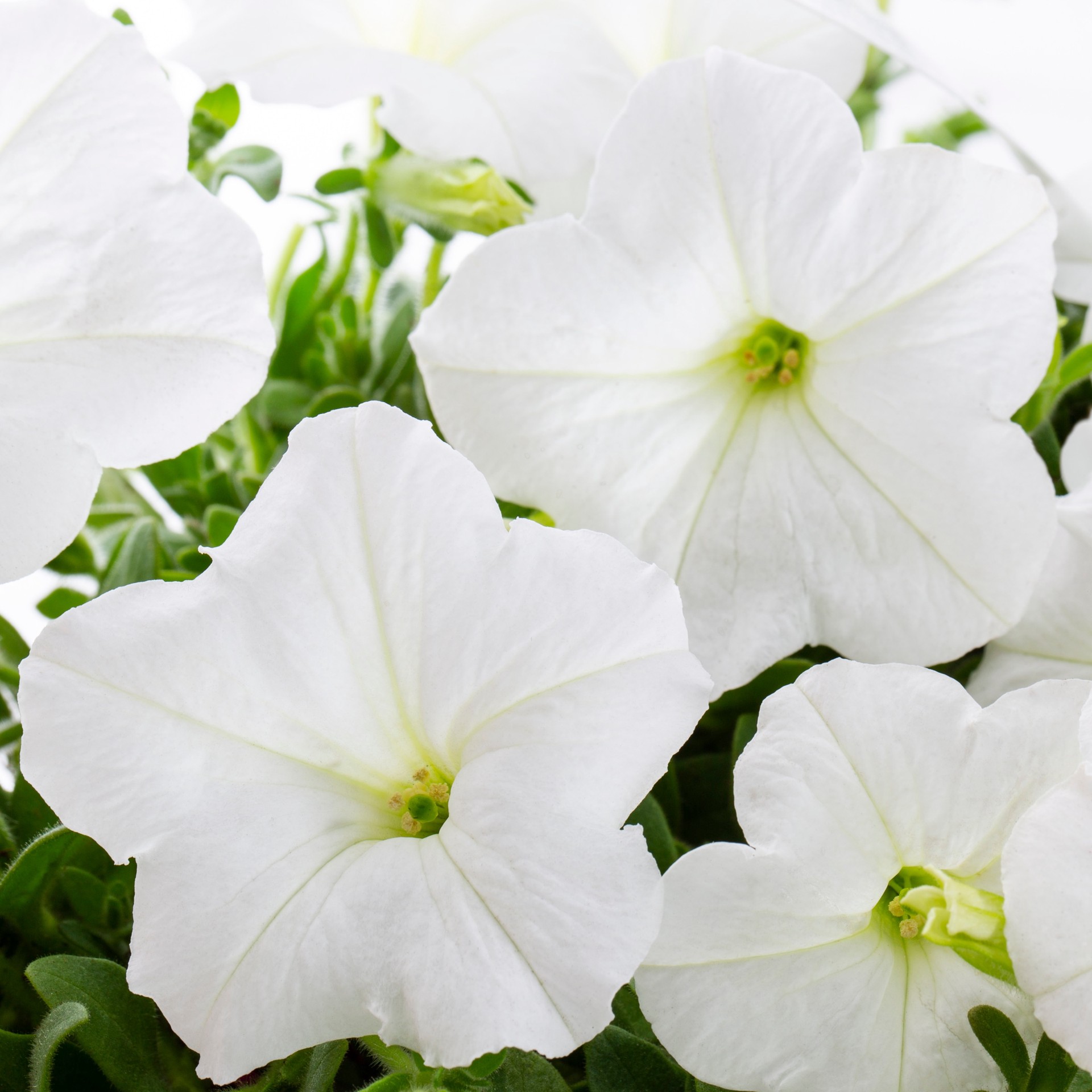 slide 2 of 4, Lowe's Multicolor Petunia in 1.5 Pint Pot 1 -Pack, 1 ct