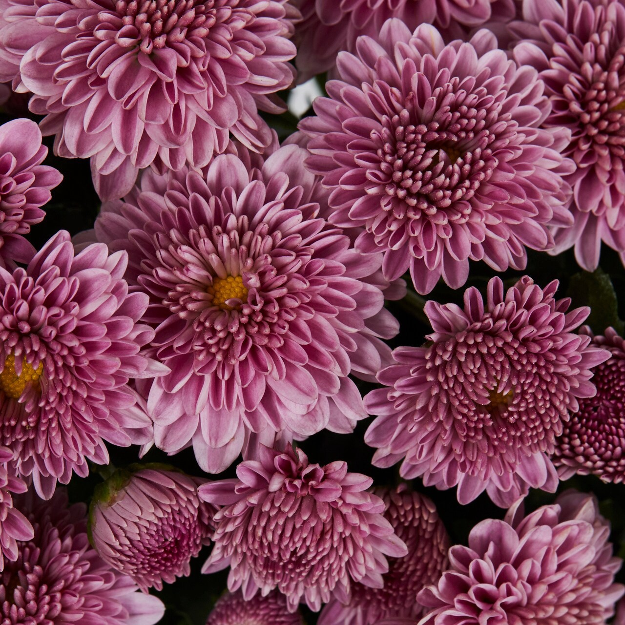 slide 2 of 4, Lowe's Pink Mum in 1.5 Gallon(s) Pot 1 -Pack, 1 ct