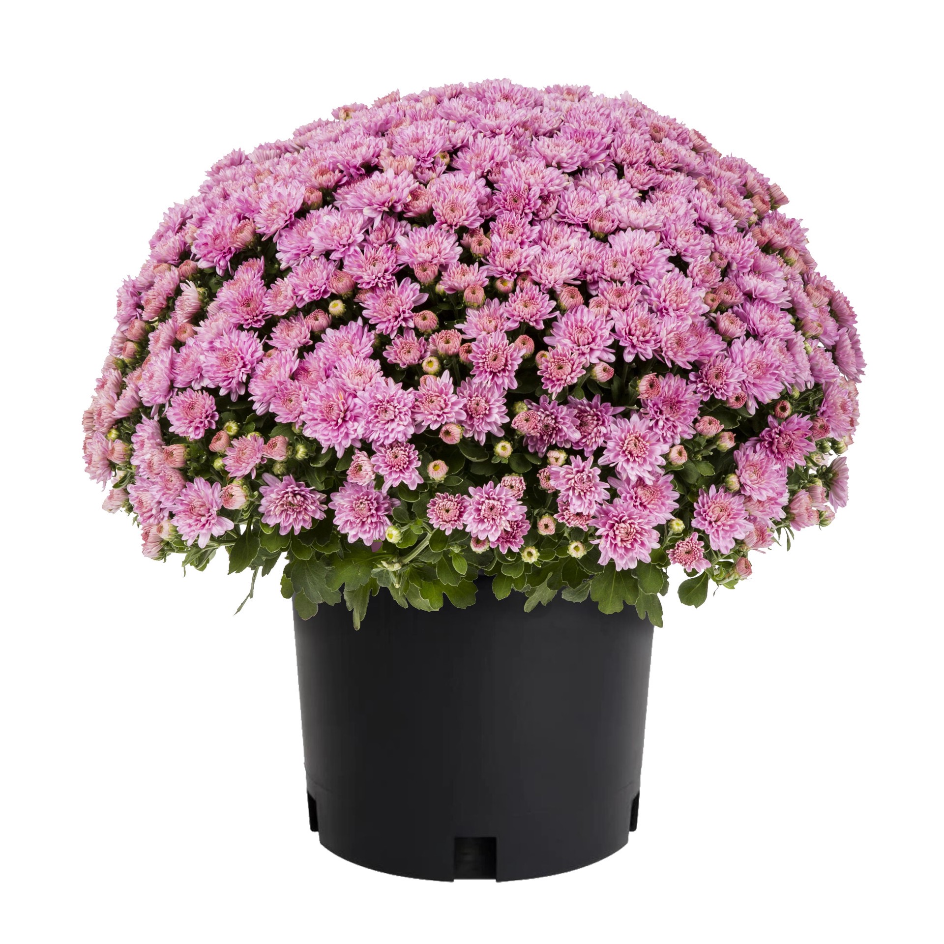 slide 1 of 4, Lowe's Pink Mum in 1.5 Gallon(s) Pot 1 -Pack, 1 ct