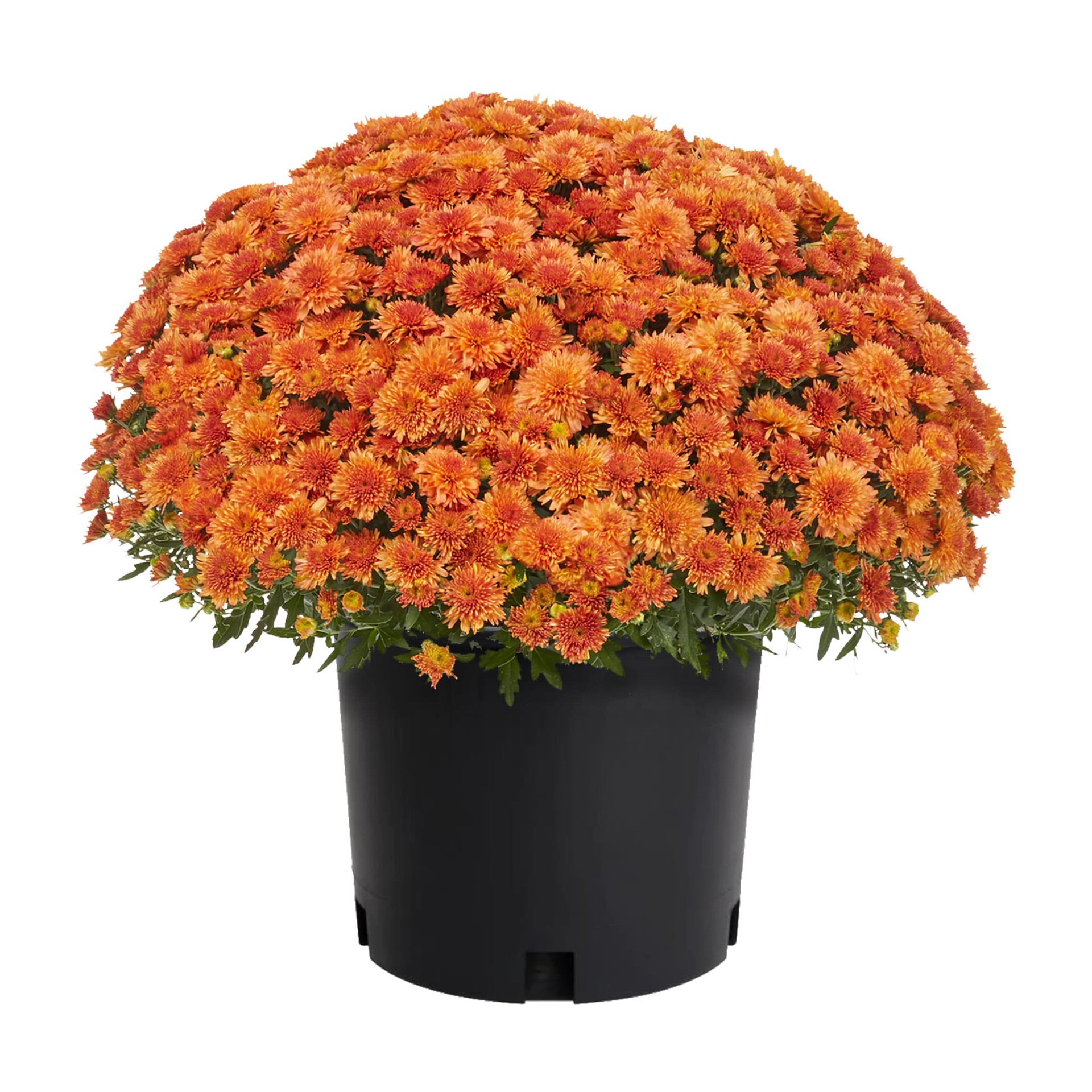 slide 1 of 2, Lowe's Orange Mum Plant in Planter, 1 ct