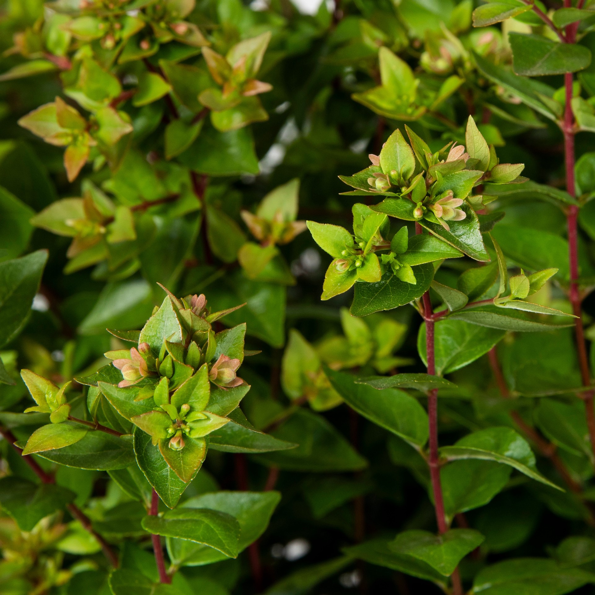 slide 2 of 2, Multicolor Rose Creek Abelia Accent Shrub in 2.25-Gallon (s) Pot, 1 ct