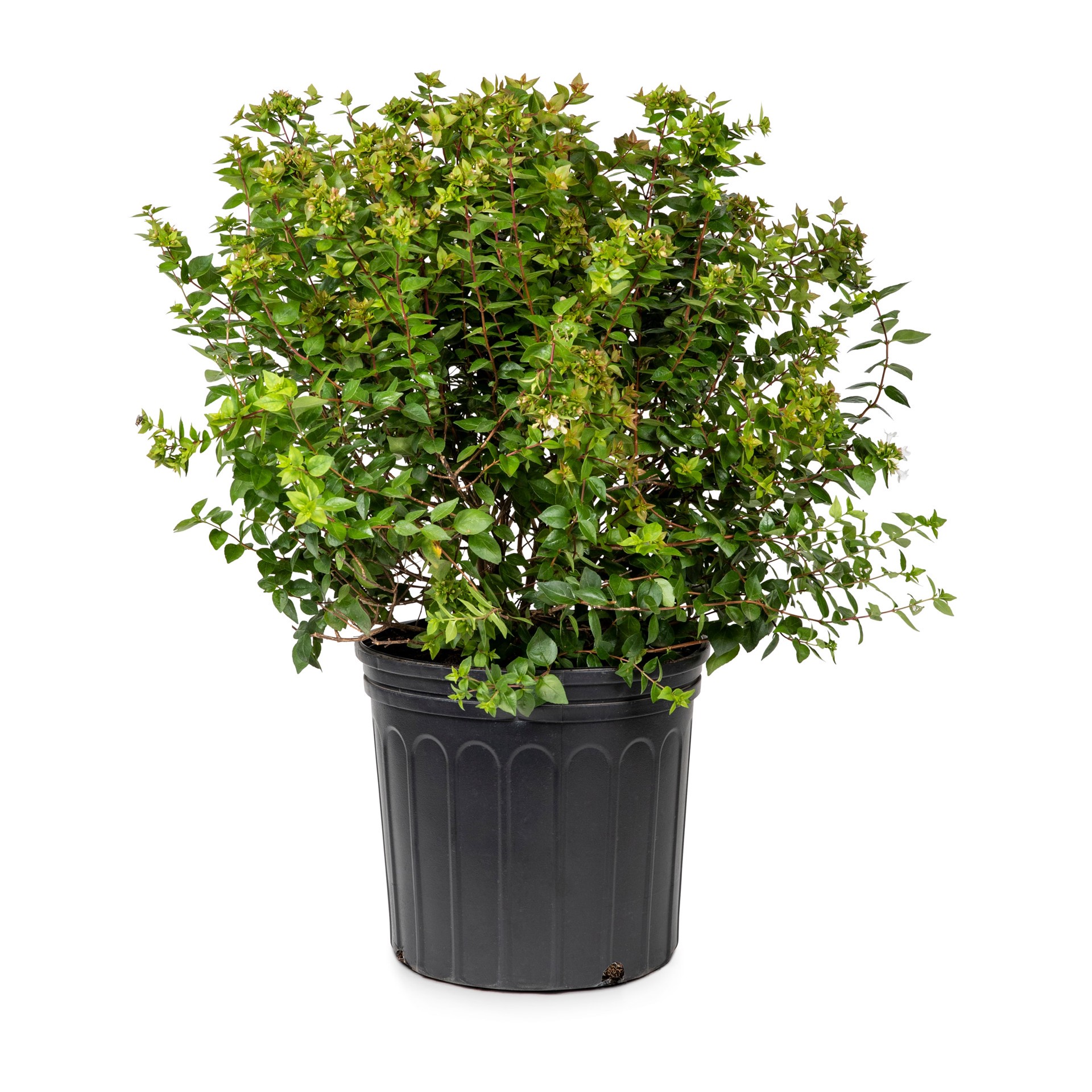 slide 1 of 2, Multicolor Rose Creek Abelia Accent Shrub in 2.25-Gallon (s) Pot, 1 ct