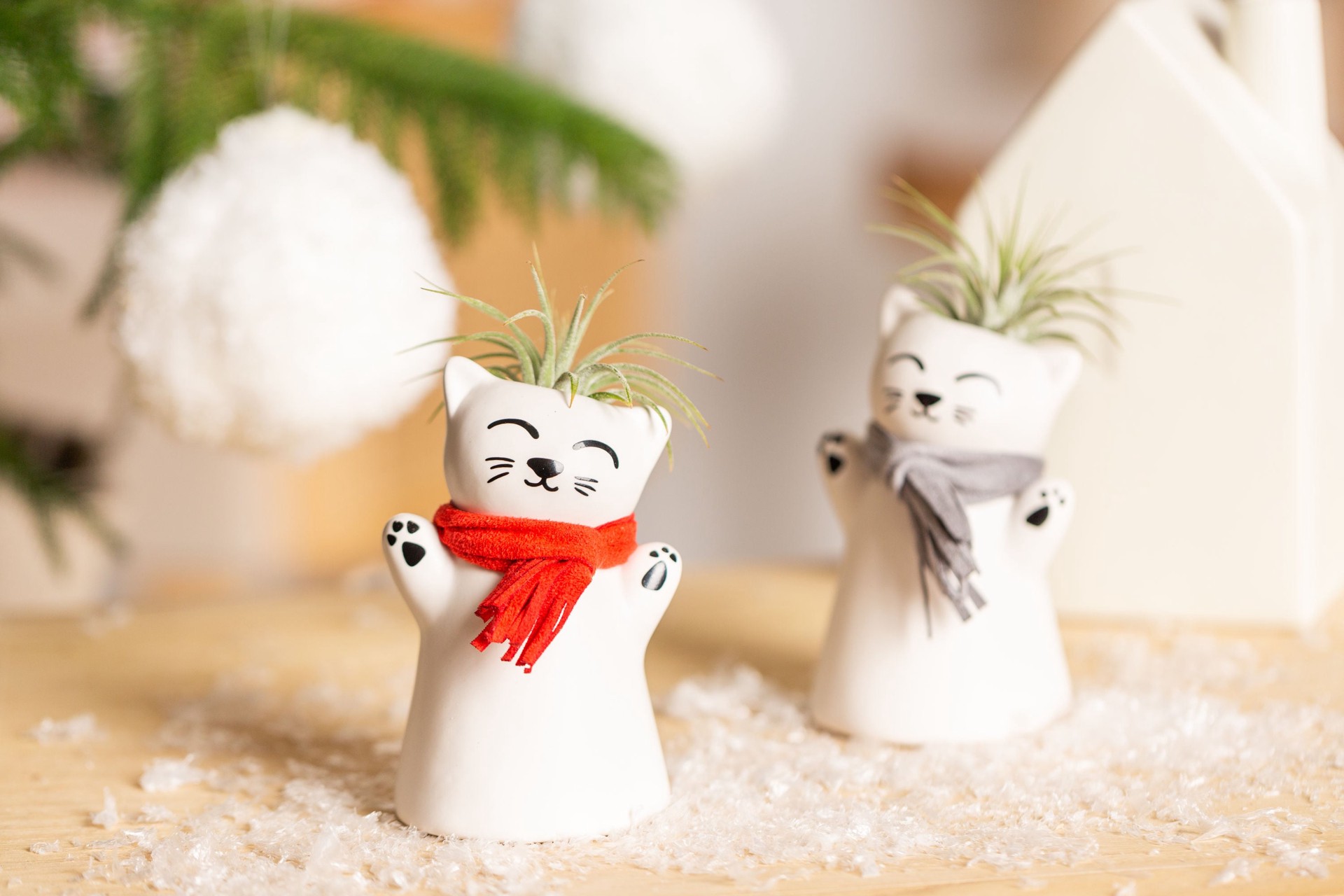 slide 2 of 3, LiveTrends Kitty Claus- Tillandsia House Plant in 1-Pack, 1 ct