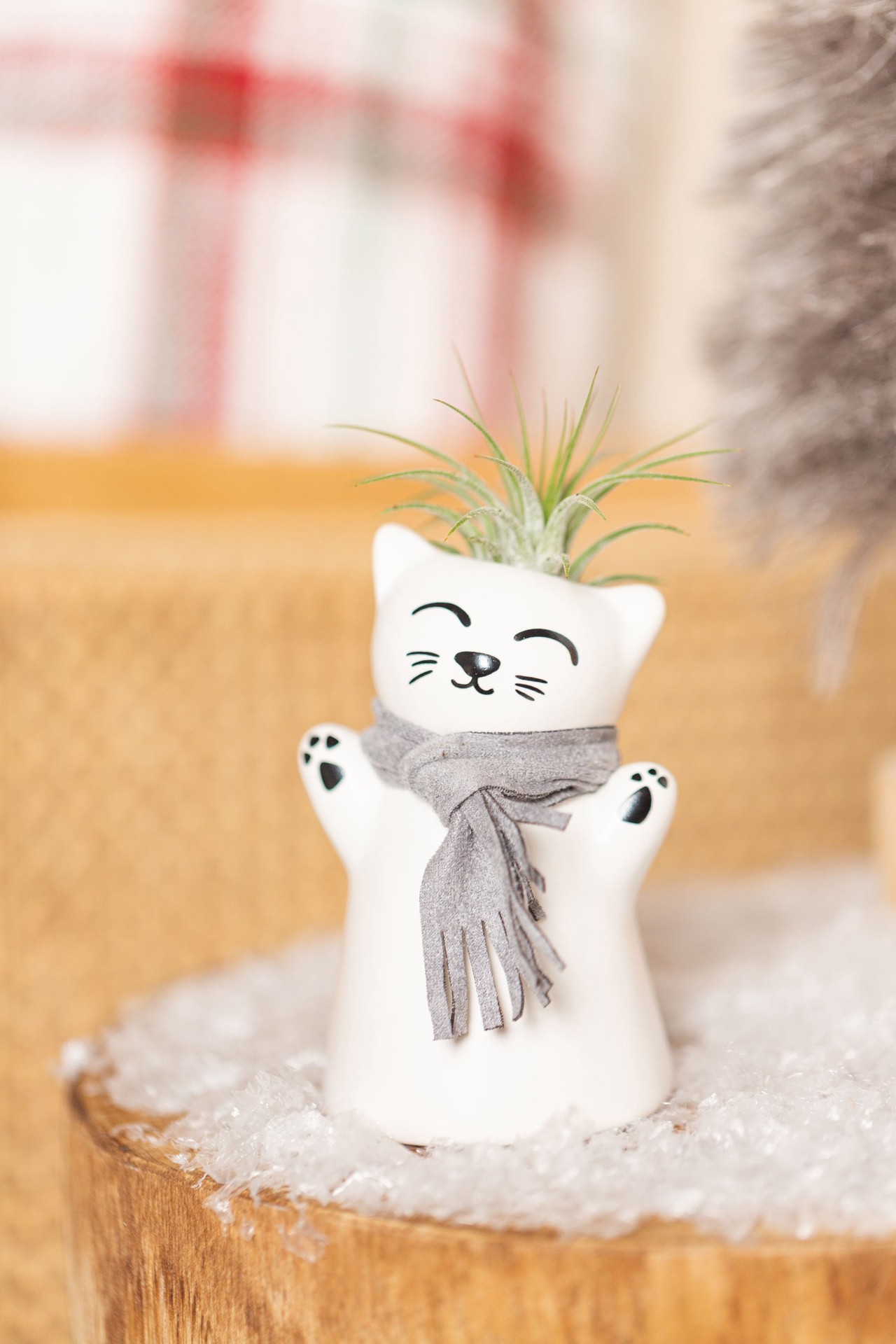 slide 3 of 3, LiveTrends Kitty Claus- Tillandsia House Plant in 1-Pack, 1 ct