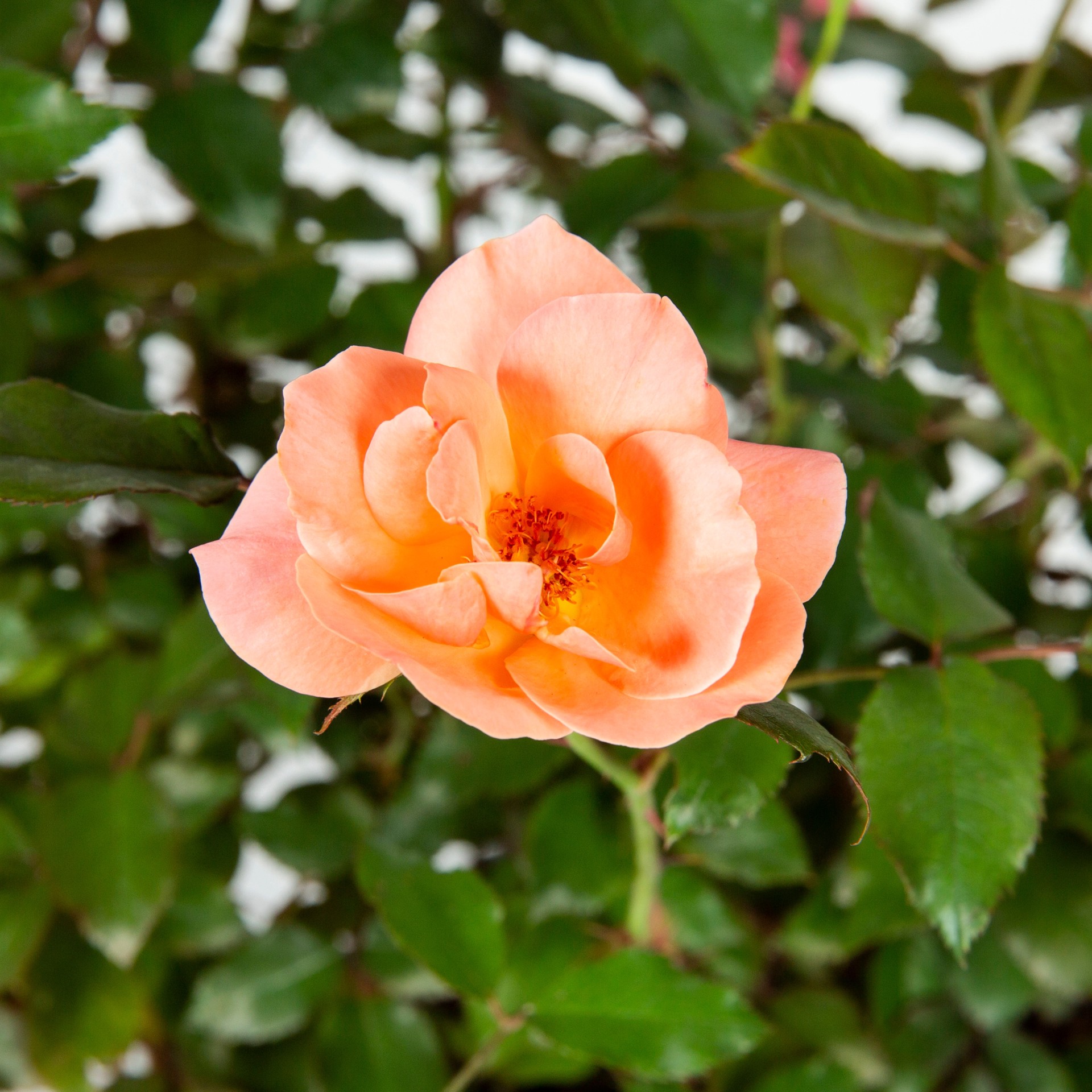 slide 2 of 2, Lowe's Coral Rose Flowering Shrub in 2 -Gallon Pot with Coral Blooms, 1 ct