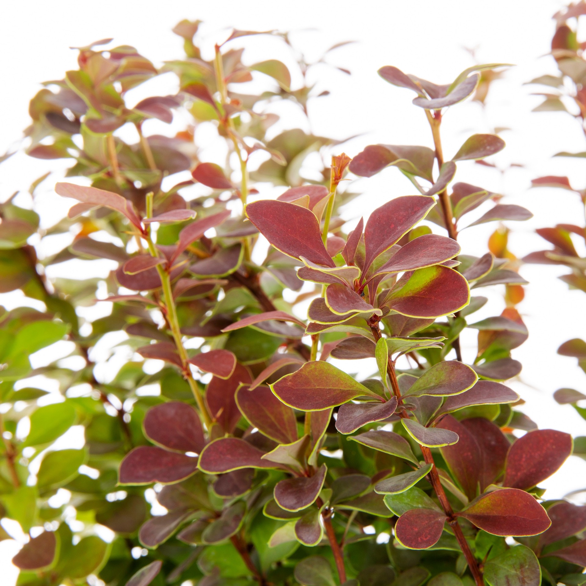 slide 2 of 4, Monrovia Orange Rocket Barberry Accent Shrub in 1.73 -Gallon Pot 1 -Pack with Yellow Blooms, 1 ct