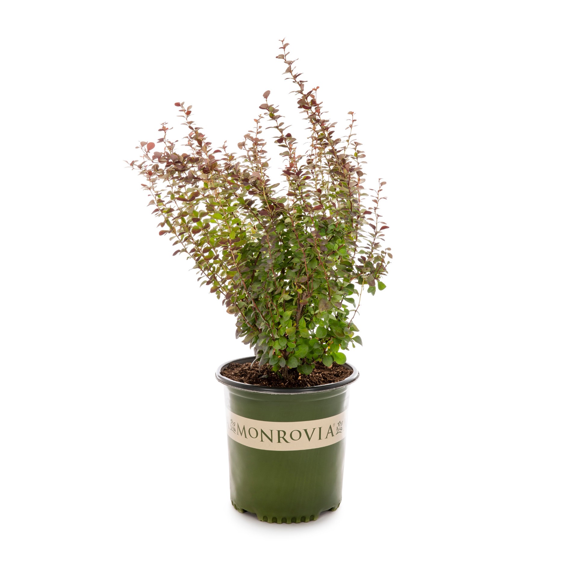 slide 1 of 4, Monrovia Orange Rocket Barberry Accent Shrub in 1.73 -Gallon Pot 1 -Pack with Yellow Blooms, 1 ct