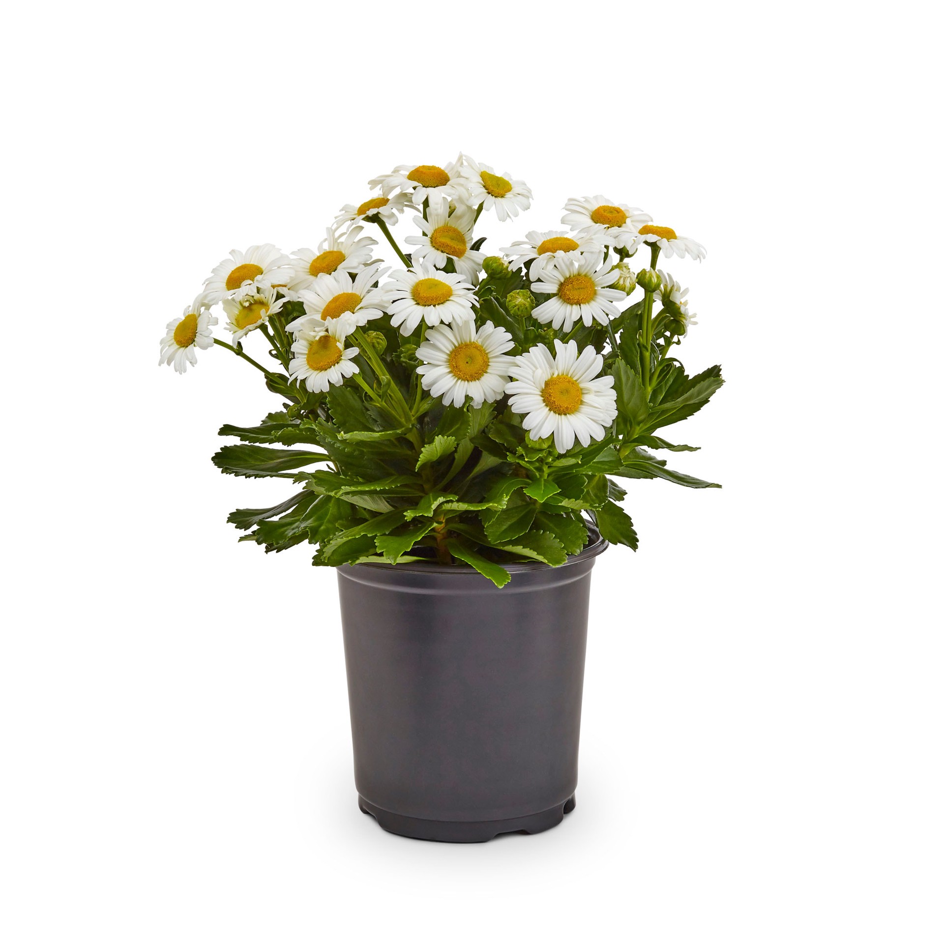 slide 1 of 4, Lowe's White Montauk (Nippon) Daisy Plant in 2 -Quart Pot 1 -Pack, 1 ct