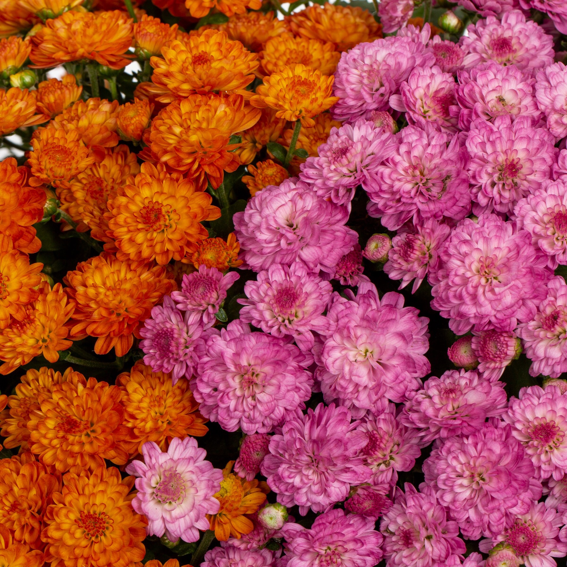 slide 2 of 4, Lowe's Multicolor Mum in 1.15 Gallon(s) Planter 1 -Pack, 1 ct