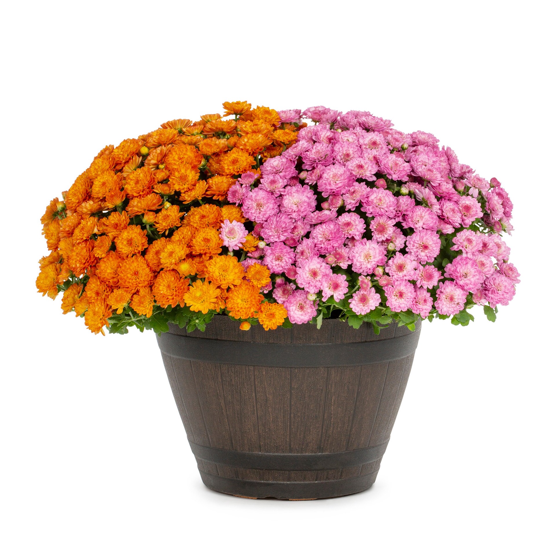 slide 1 of 4, Lowe's Multicolor Mum in 1.15 Gallon(s) Planter 1 -Pack, 1 ct