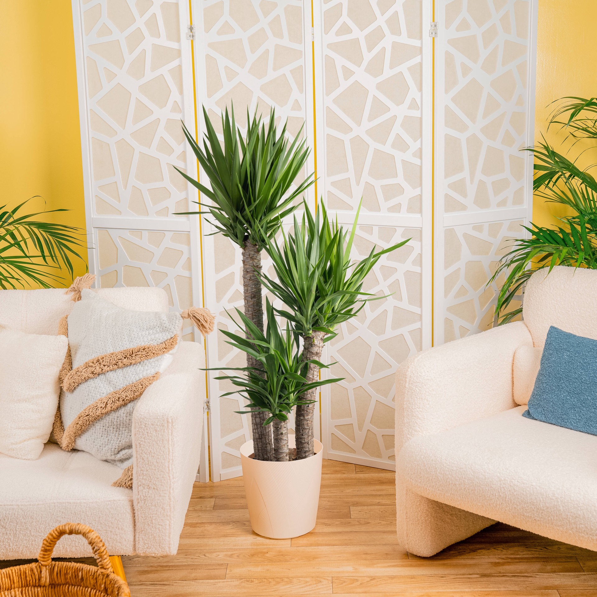 slide 4 of 6, Lowe's Yucca House plant in 1.72 Gallon(s) Planter 1 -Pack, 1 ct