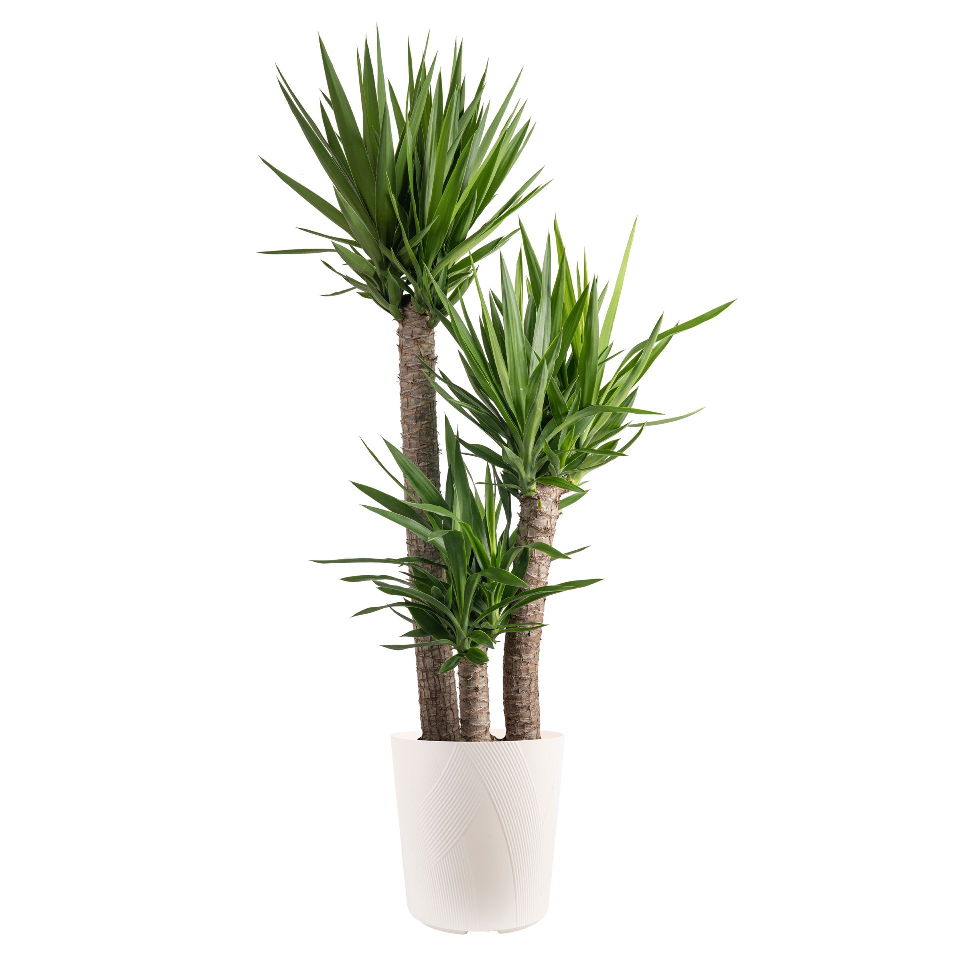 slide 1 of 6, Lowe's Yucca House plant in 1.72 Gallon(s) Planter 1 -Pack, 1 ct