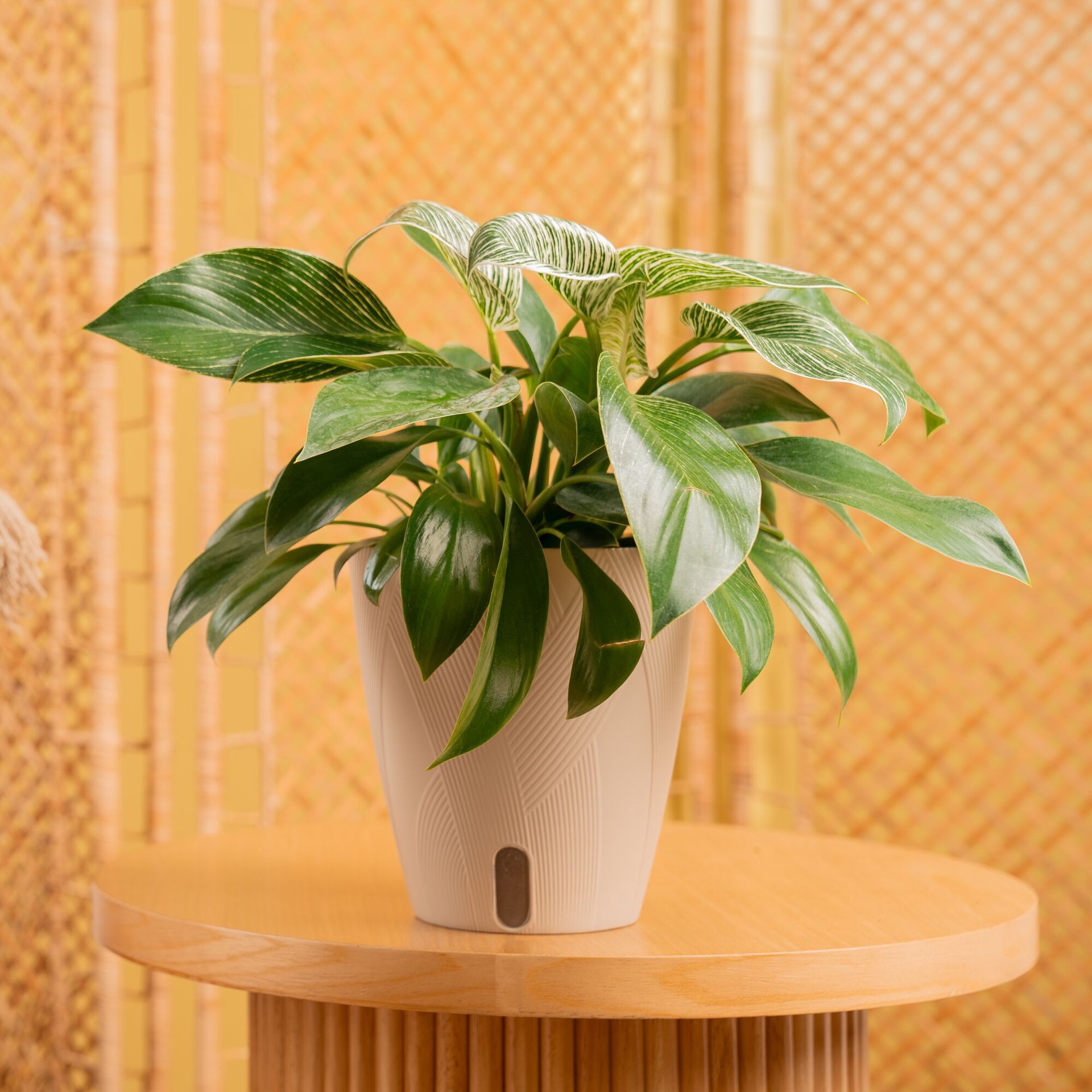 slide 3 of 6, Costa Farms Assorted Philodendron House plant in 1.4 Quart(s) Self-watering pot 1 -Pack, 1 ct