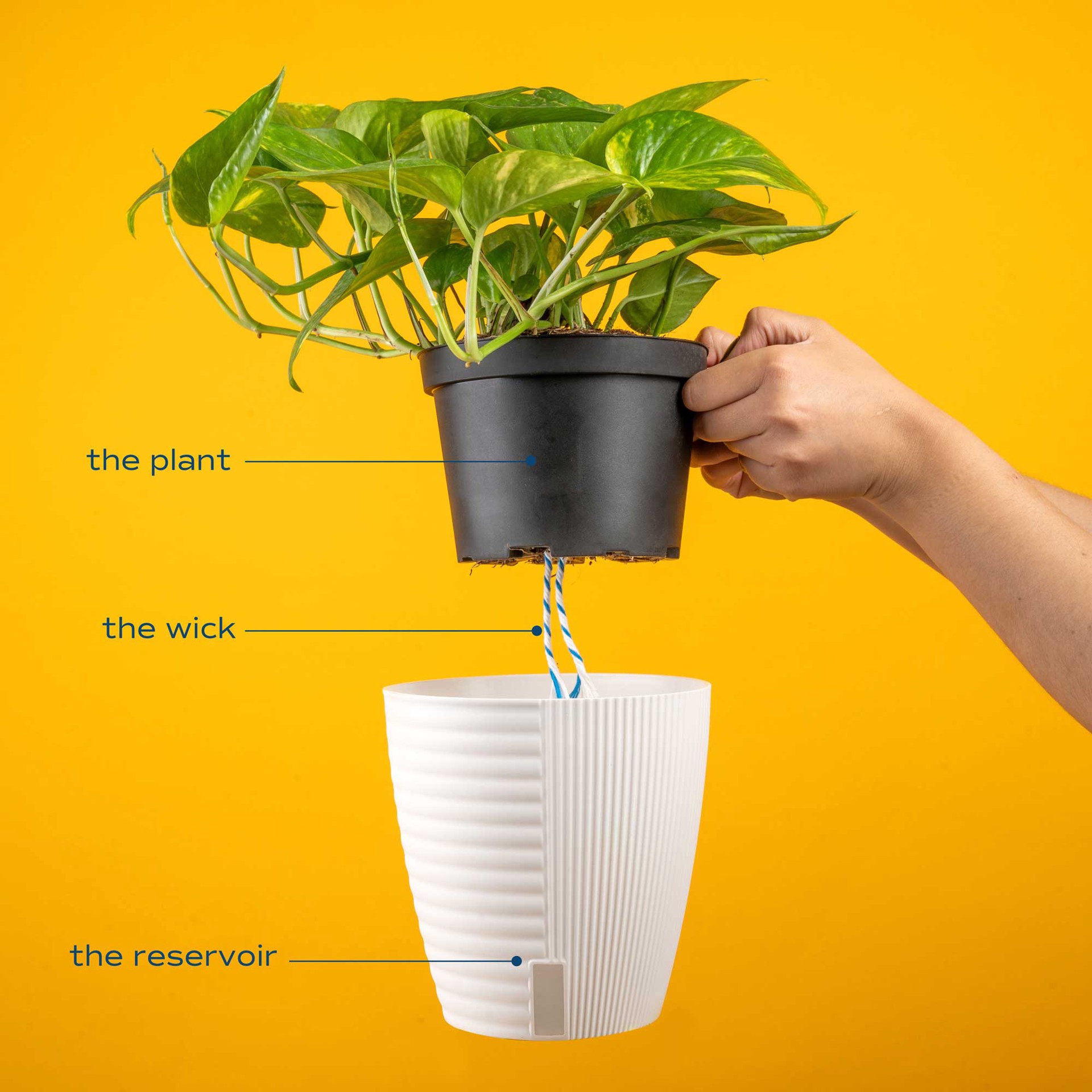 slide 4 of 6, Costa Farms Assorted Philodendron House plant in 1.4 Quart(s) Self-watering pot 1 -Pack, 1 ct