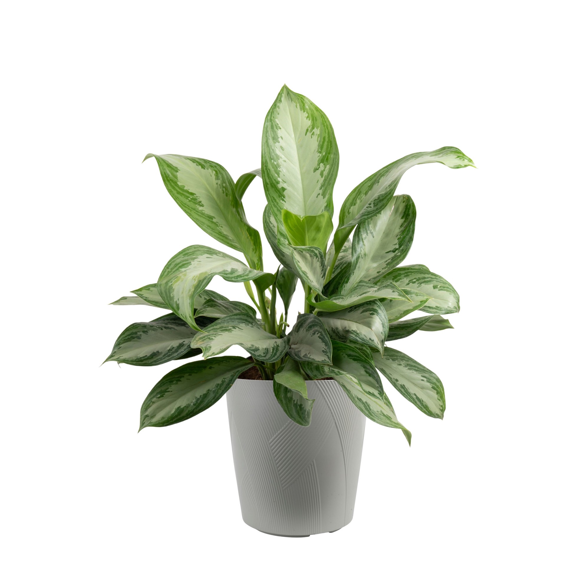 slide 2 of 6, Lowe's Aglaonema House plant in 1.72 Gallon(s) Planter 1 -Pack, 1 ct
