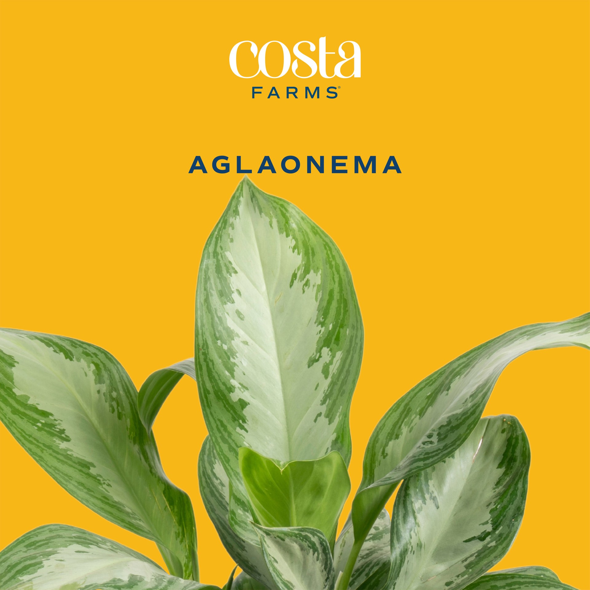 slide 3 of 6, Lowe's Aglaonema House plant in 1.72 Gallon(s) Planter 1 -Pack, 1 ct