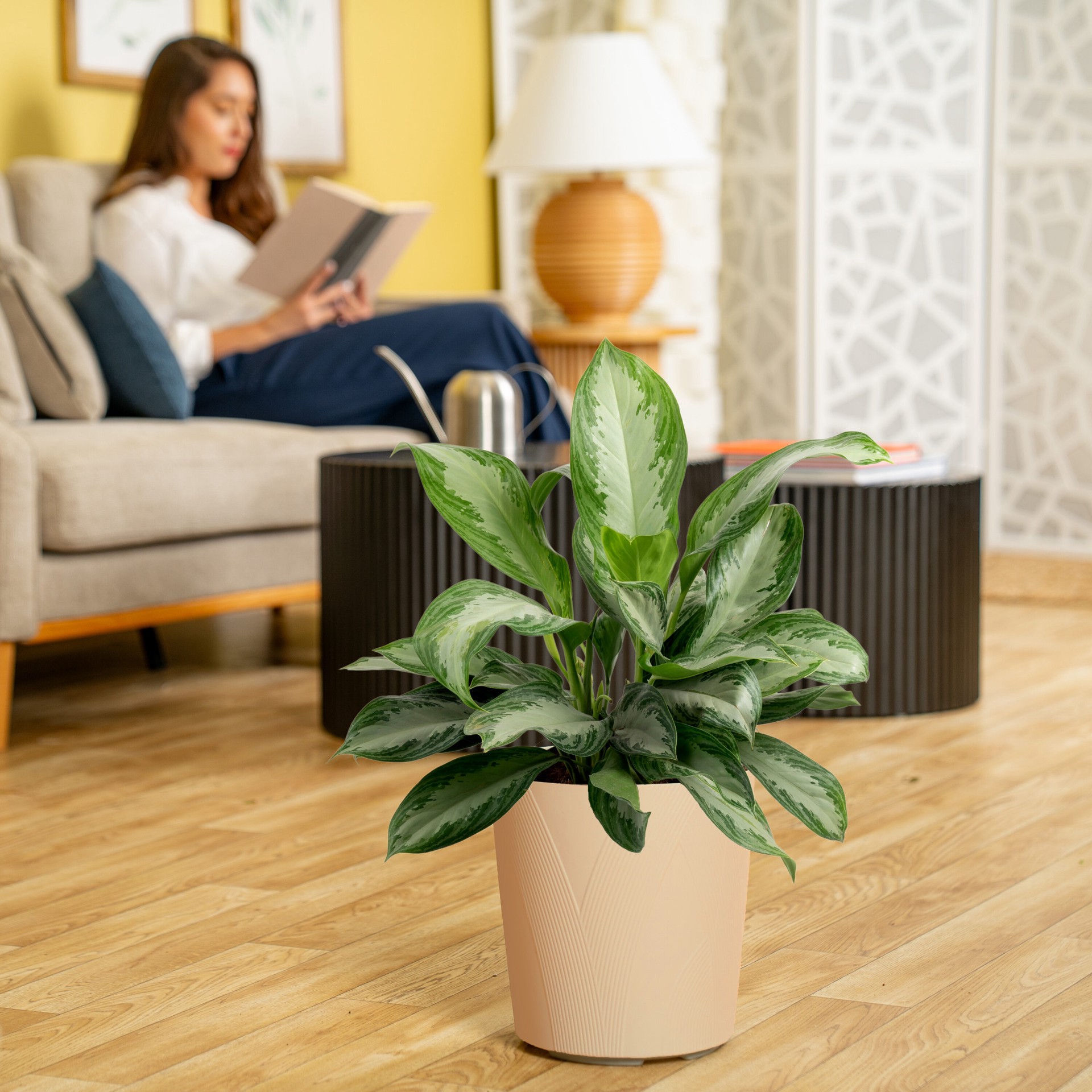 slide 5 of 6, Lowe's Aglaonema House plant in 1.72 Gallon(s) Planter 1 -Pack, 1 ct