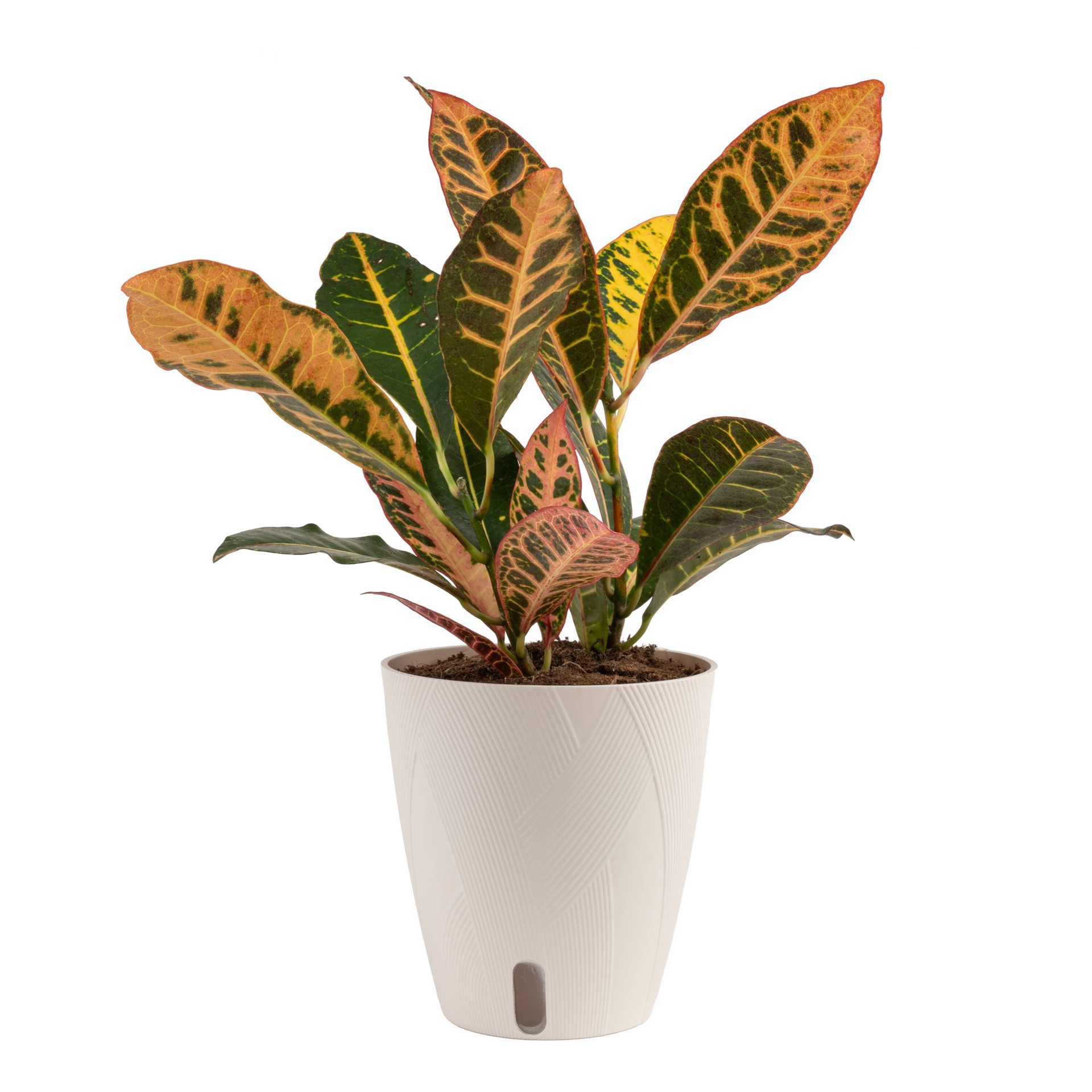 slide 3 of 6, Costa Farms Croton House plant in 1.4 Quart(s) Self-watering pot 1 -Pack, 1 ct