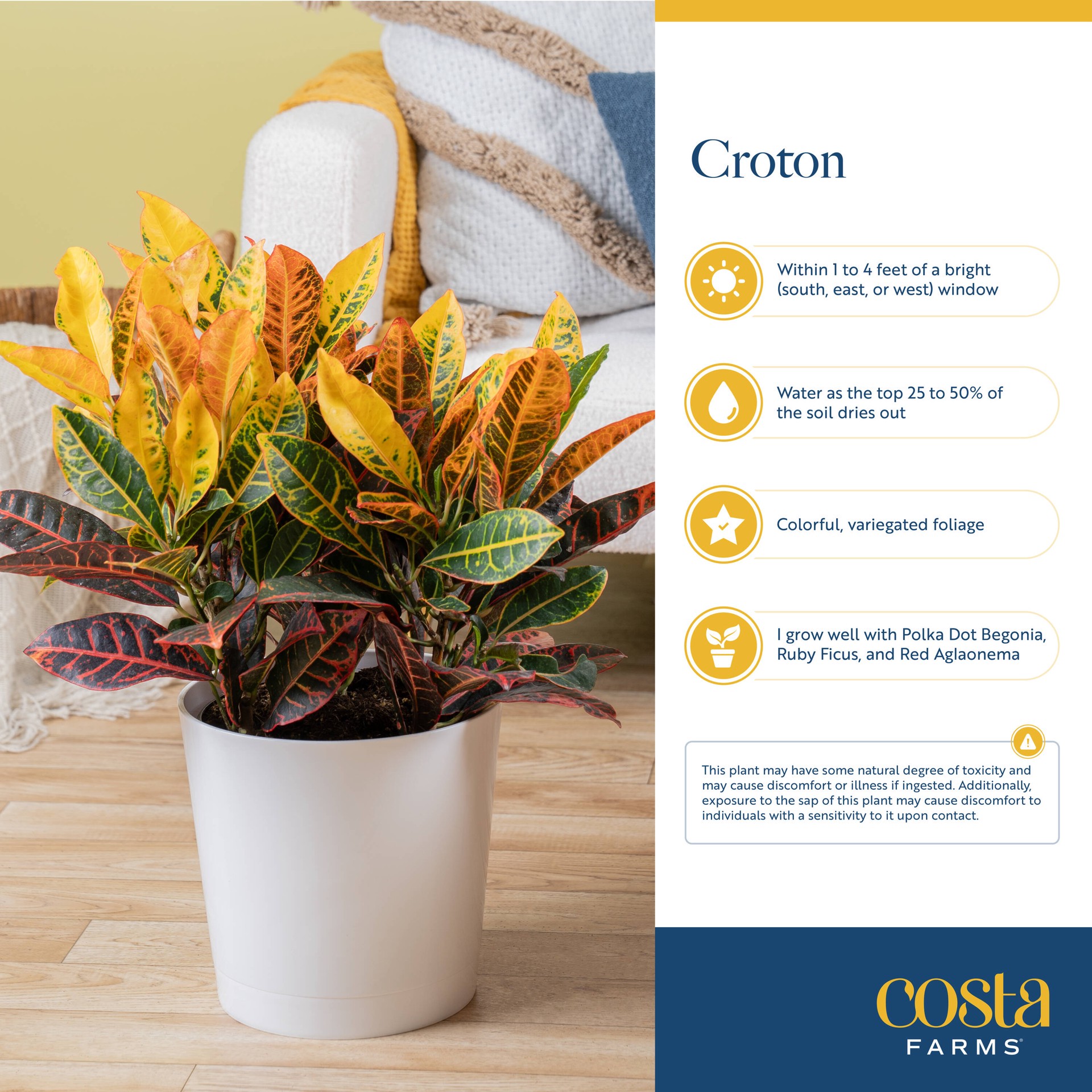 slide 6 of 6, Costa Farms Croton House plant in 1.4 Quart(s) Self-watering pot 1 -Pack, 1 ct