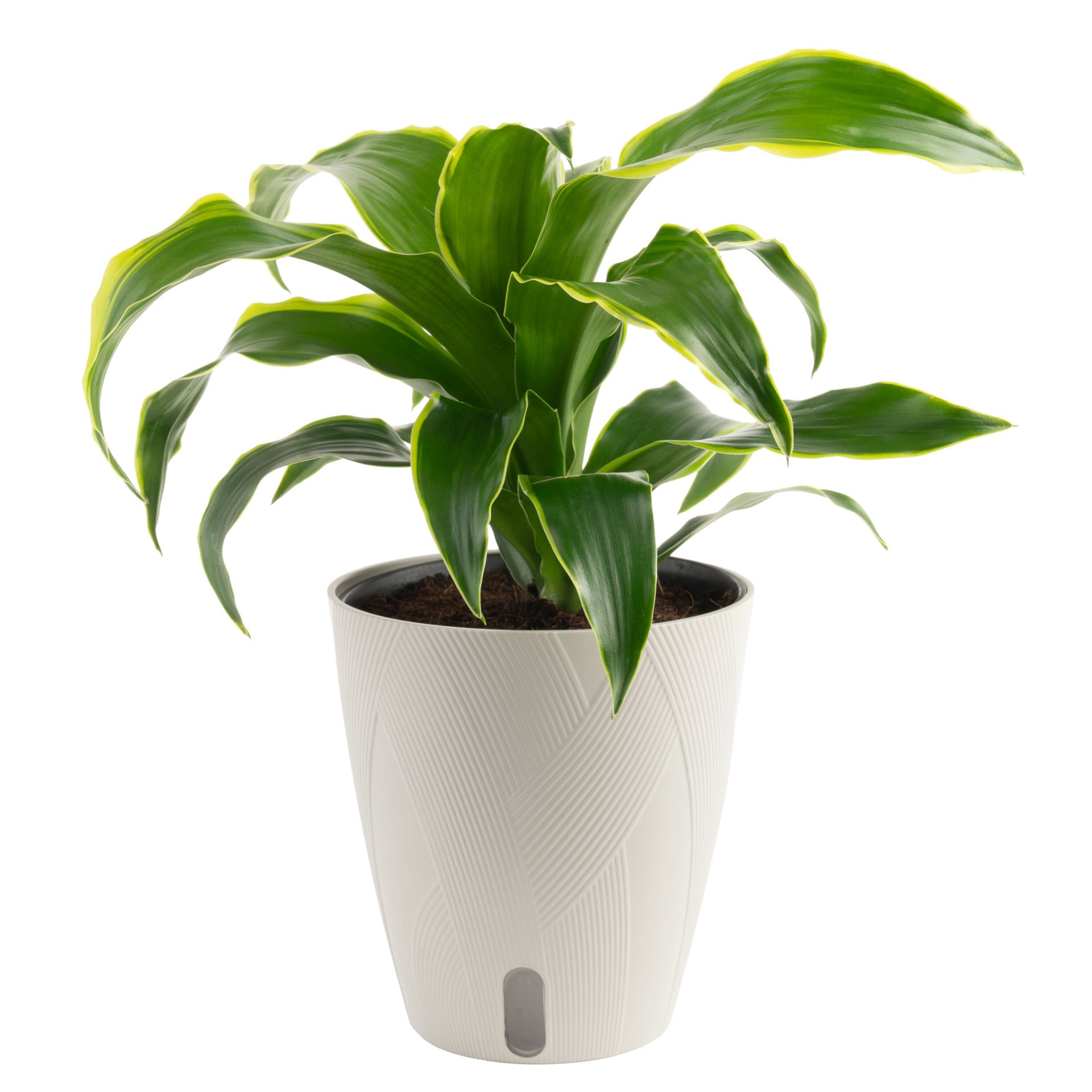 slide 2 of 6, Costa Farms Asstd. Dracaena House plant in 1.4 Quart(s) Self-watering pot 1 -Pack, 1 ct