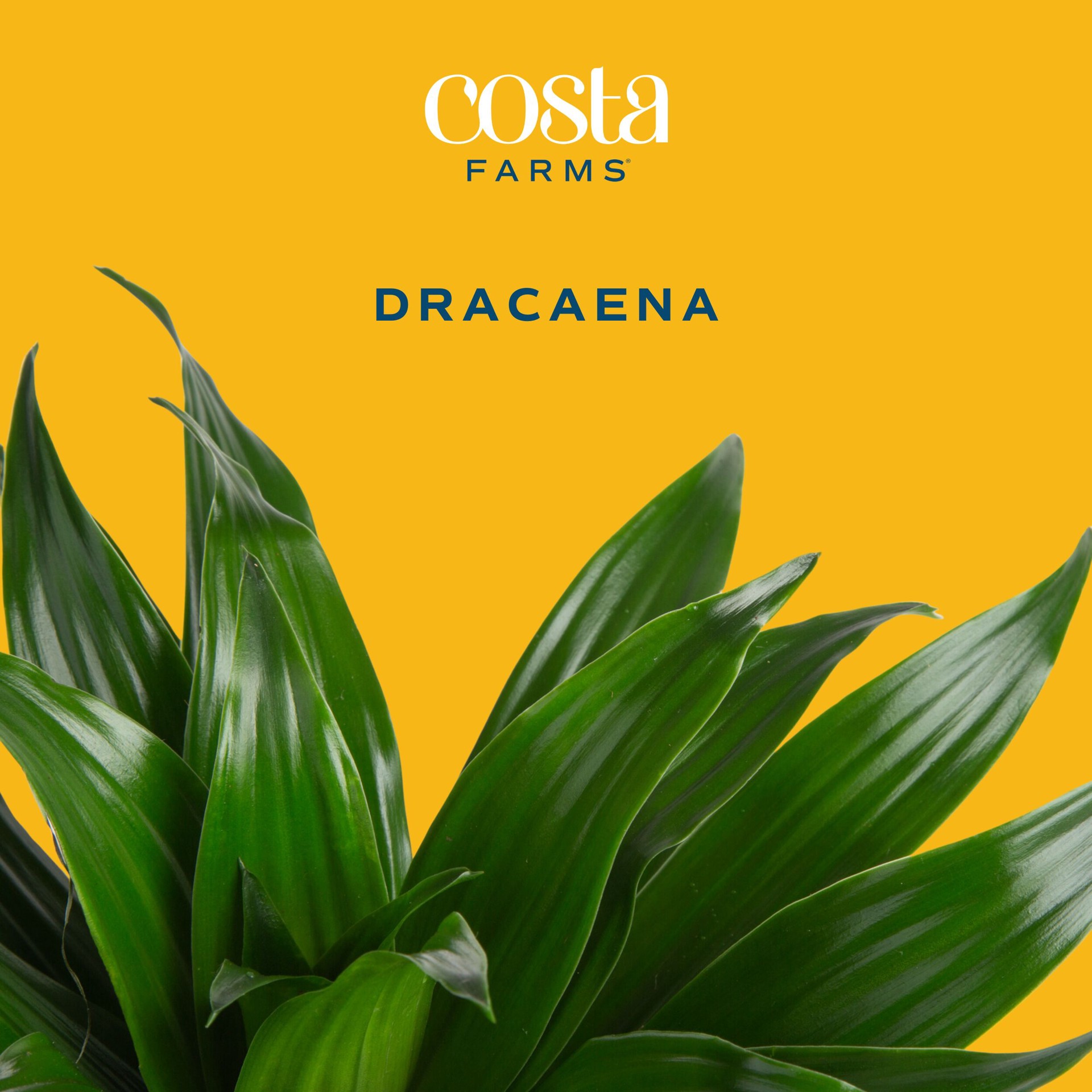 slide 3 of 6, Costa Farms Asstd. Dracaena House plant in 1.4 Quart(s) Self-watering pot 1 -Pack, 1 ct