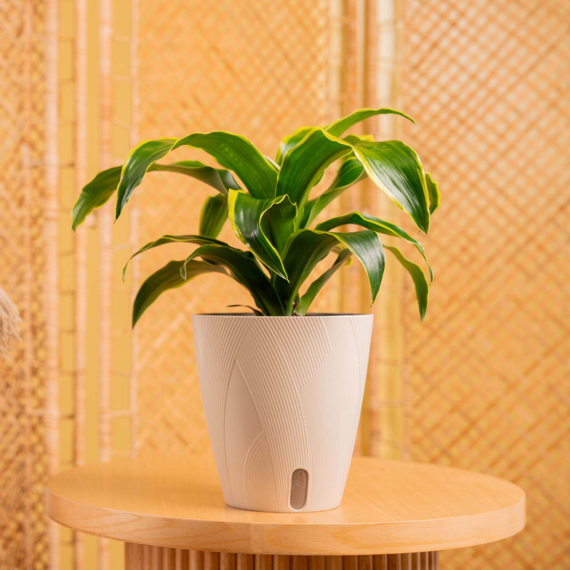 slide 4 of 6, Costa Farms Asstd. Dracaena House plant in 1.4 Quart(s) Self-watering pot 1 -Pack, 1 ct