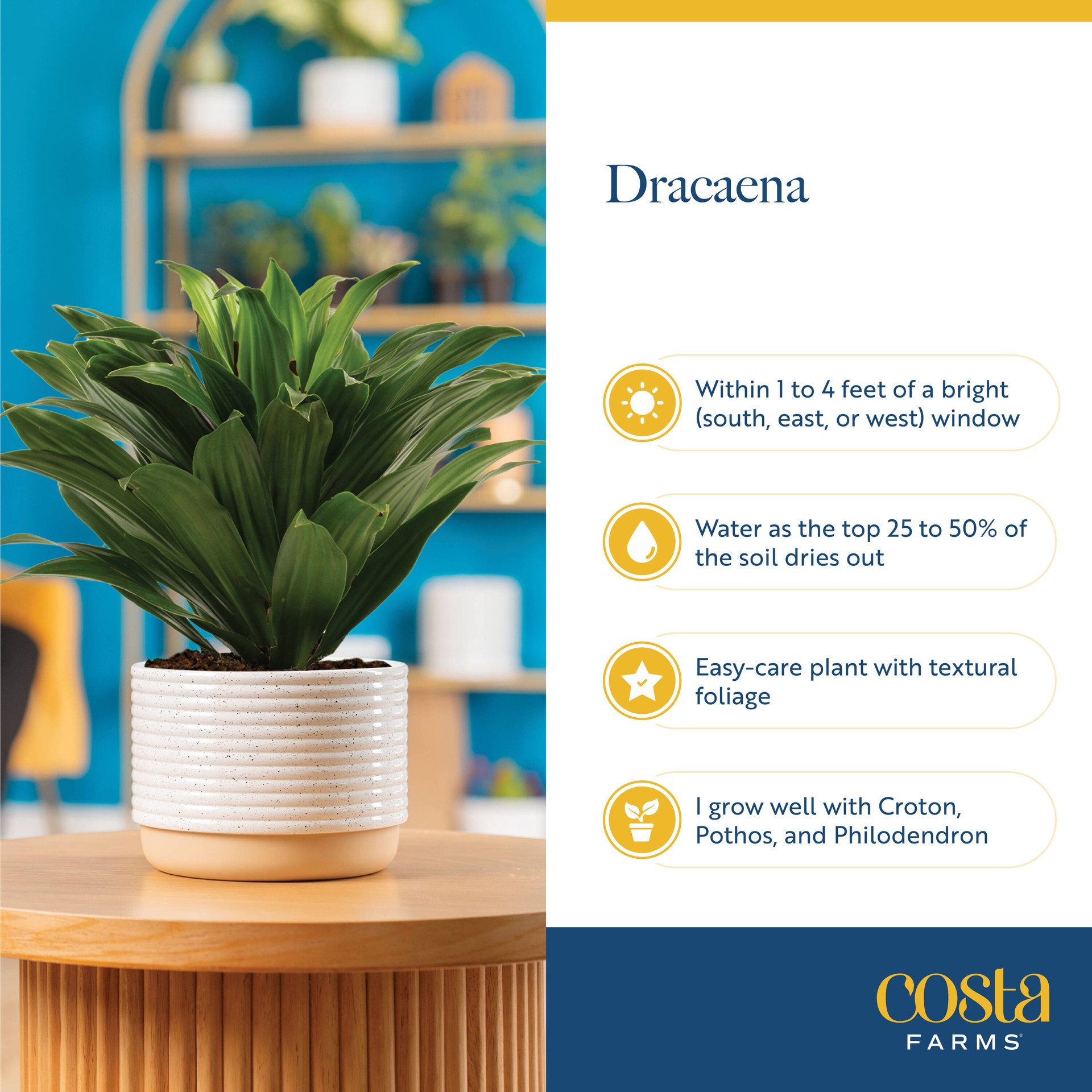 slide 6 of 6, Costa Farms Asstd. Dracaena House plant in 1.4 Quart(s) Self-watering pot 1 -Pack, 1 ct