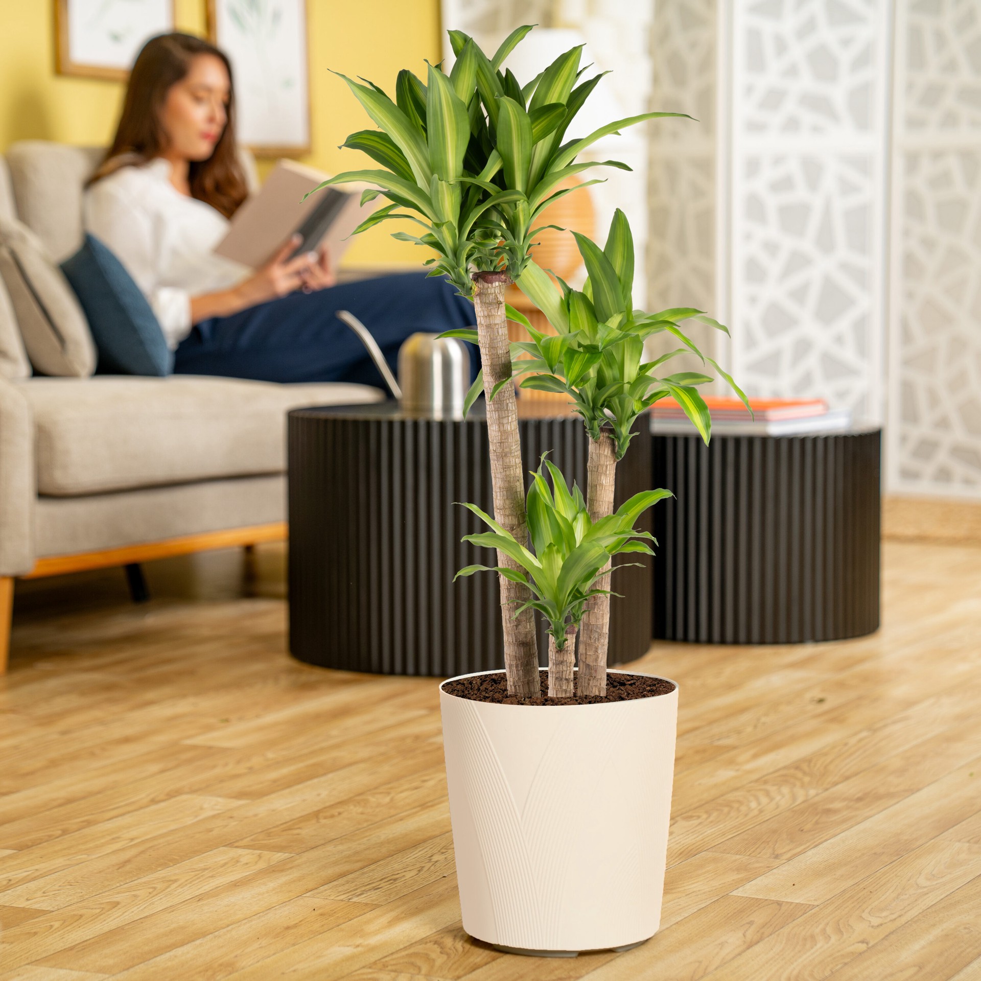 slide 3 of 6, Lowe's Asstd. Dracaena House plant in 1.72 Gallon(s) Planter 1 -Pack, 1 ct