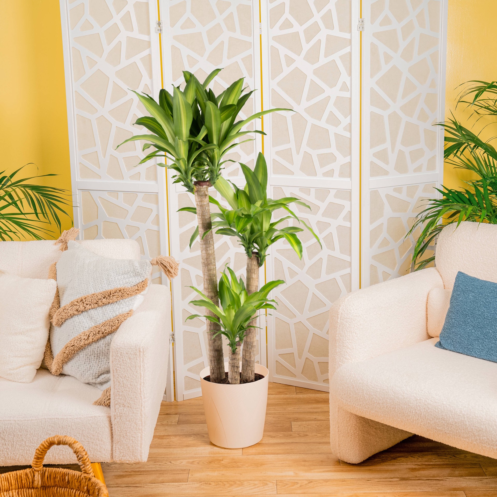 slide 4 of 6, Lowe's Asstd. Dracaena House plant in 1.72 Gallon(s) Planter 1 -Pack, 1 ct