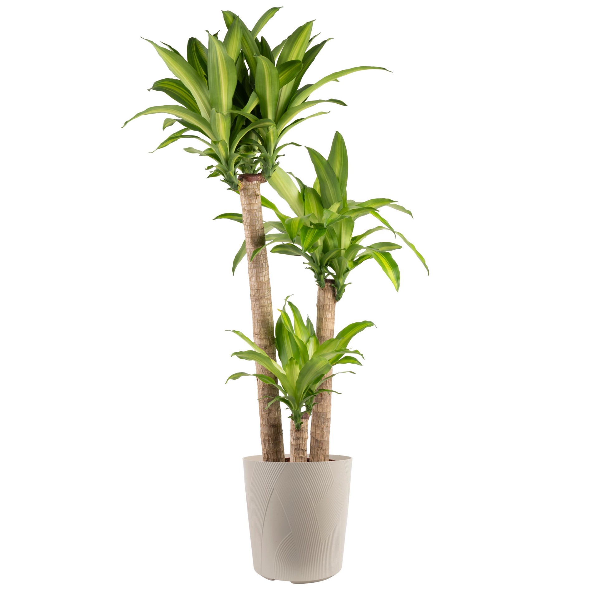 slide 5 of 6, Lowe's Asstd. Dracaena House plant in 1.72 Gallon(s) Planter 1 -Pack, 1 ct