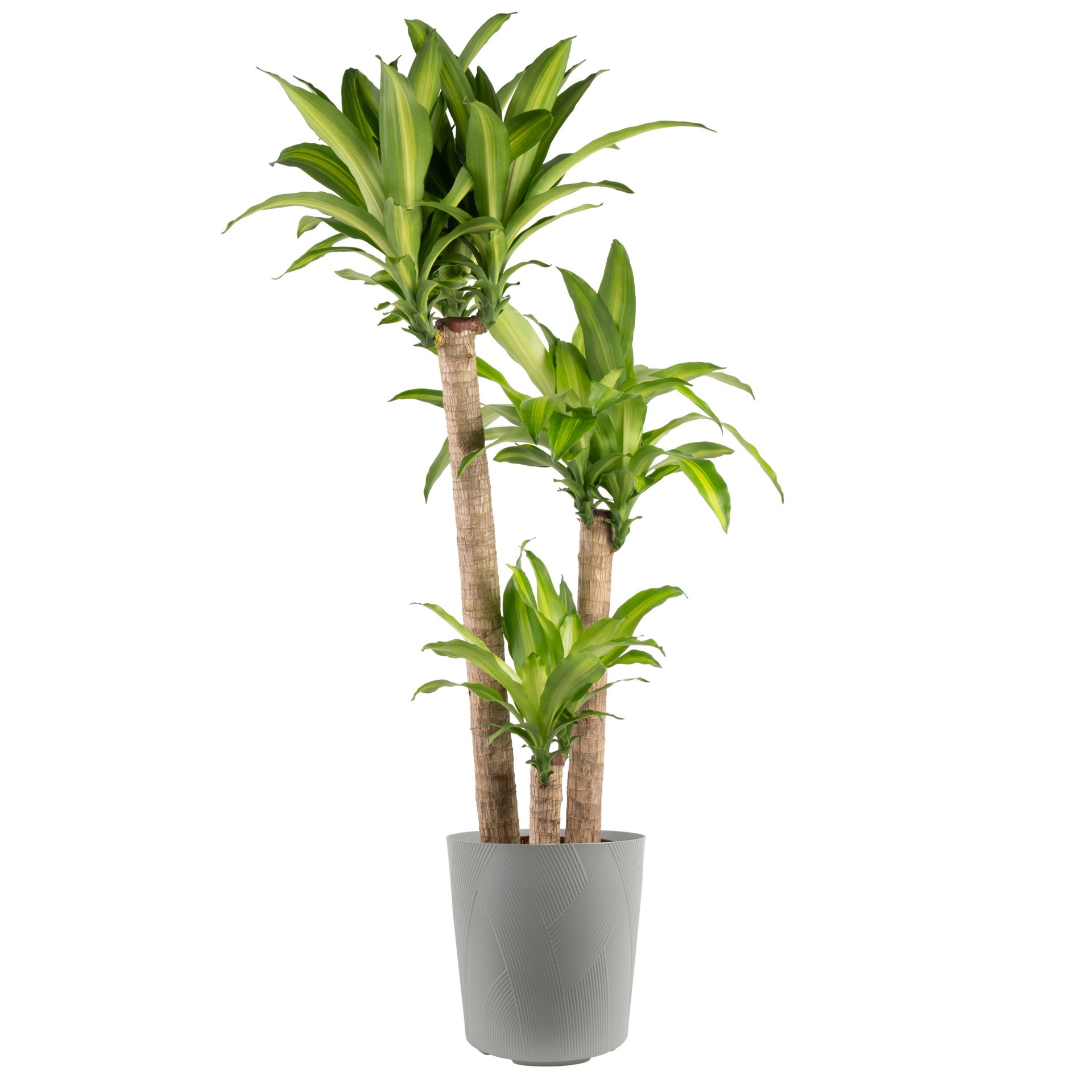 slide 6 of 6, Lowe's Asstd. Dracaena House plant in 1.72 Gallon(s) Planter 1 -Pack, 1 ct