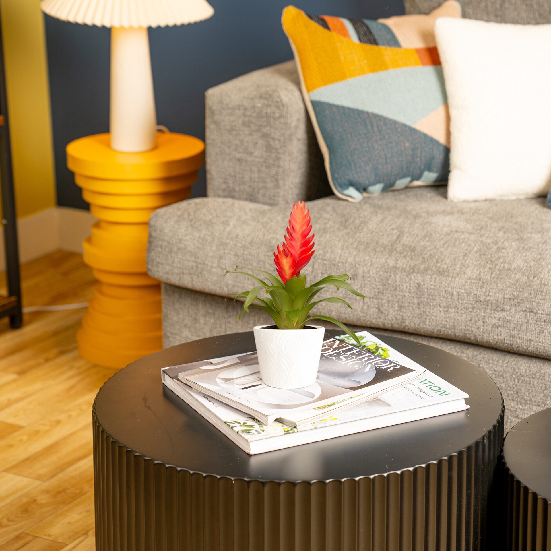 slide 3 of 6, Costa Farms Mixed Specialty Bromeliad House plant in 14 Ounce(s) Planter 1 -Pack, 1 ct