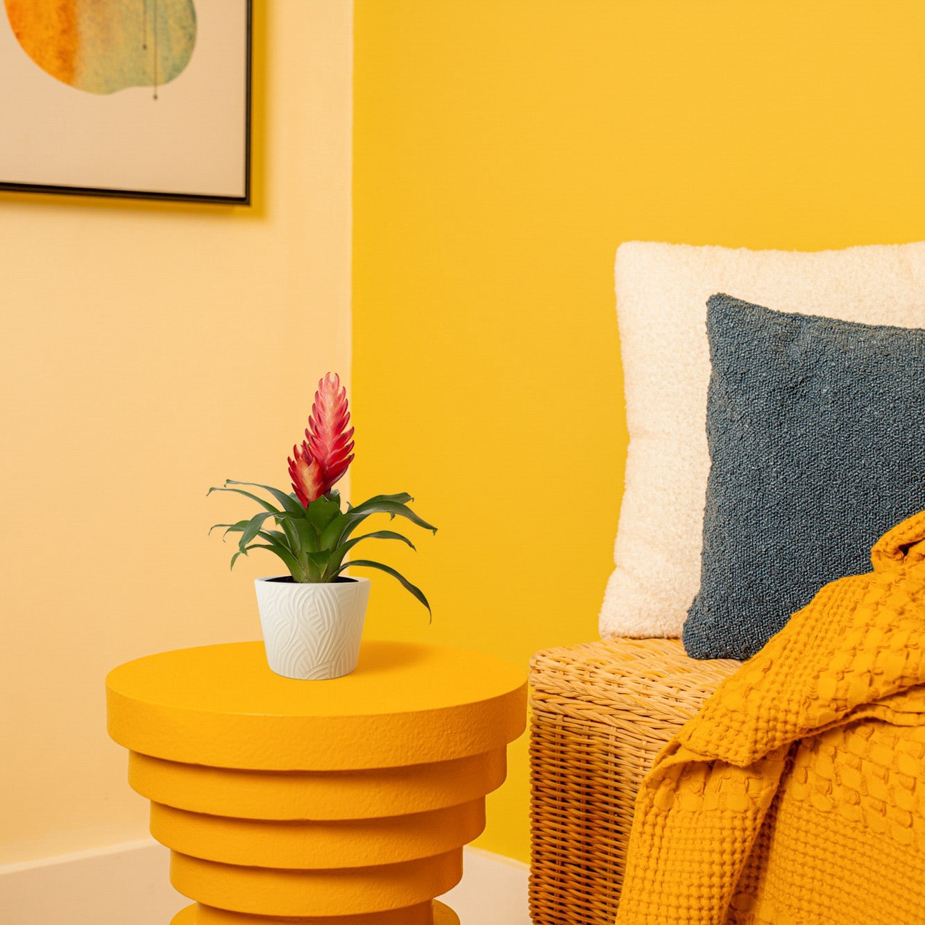 slide 4 of 6, Costa Farms Mixed Specialty Bromeliad House plant in 14 Ounce(s) Planter 1 -Pack, 1 ct