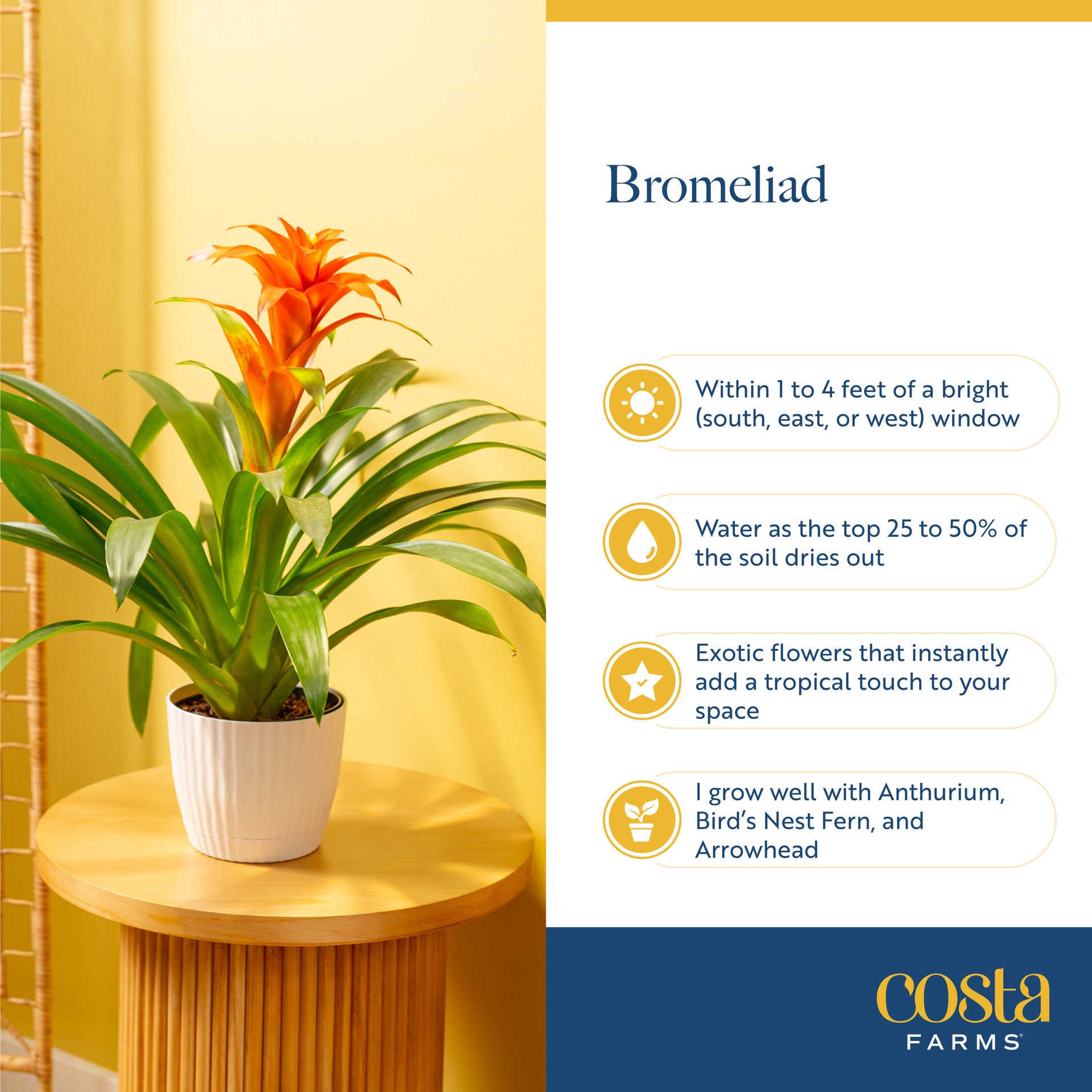 slide 5 of 6, Costa Farms Mixed Specialty Bromeliad House plant in 14 Ounce(s) Planter 1 -Pack, 1 ct