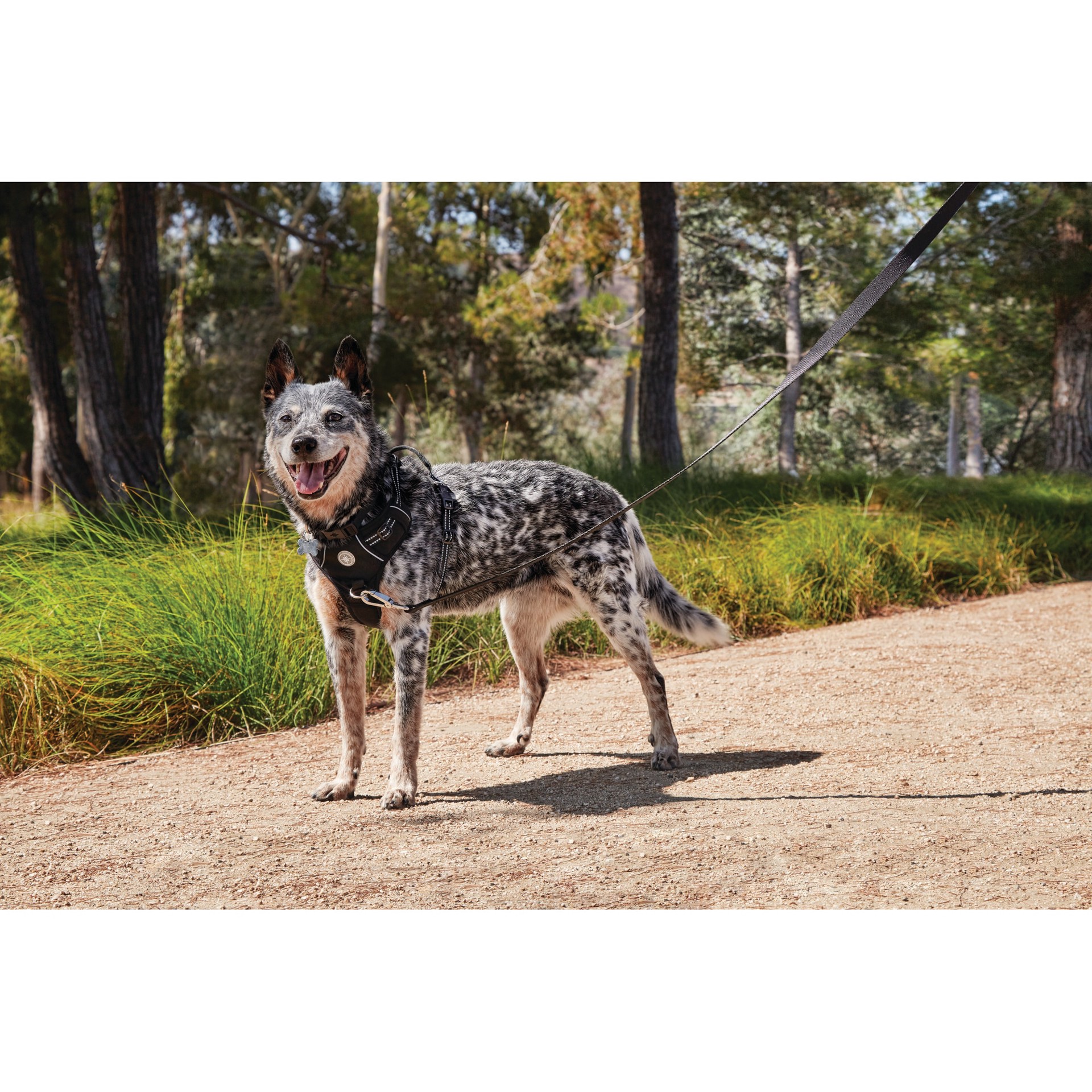 slide 2 of 3, EveryYay Reflective Black Dog harness , Large, 1 ct