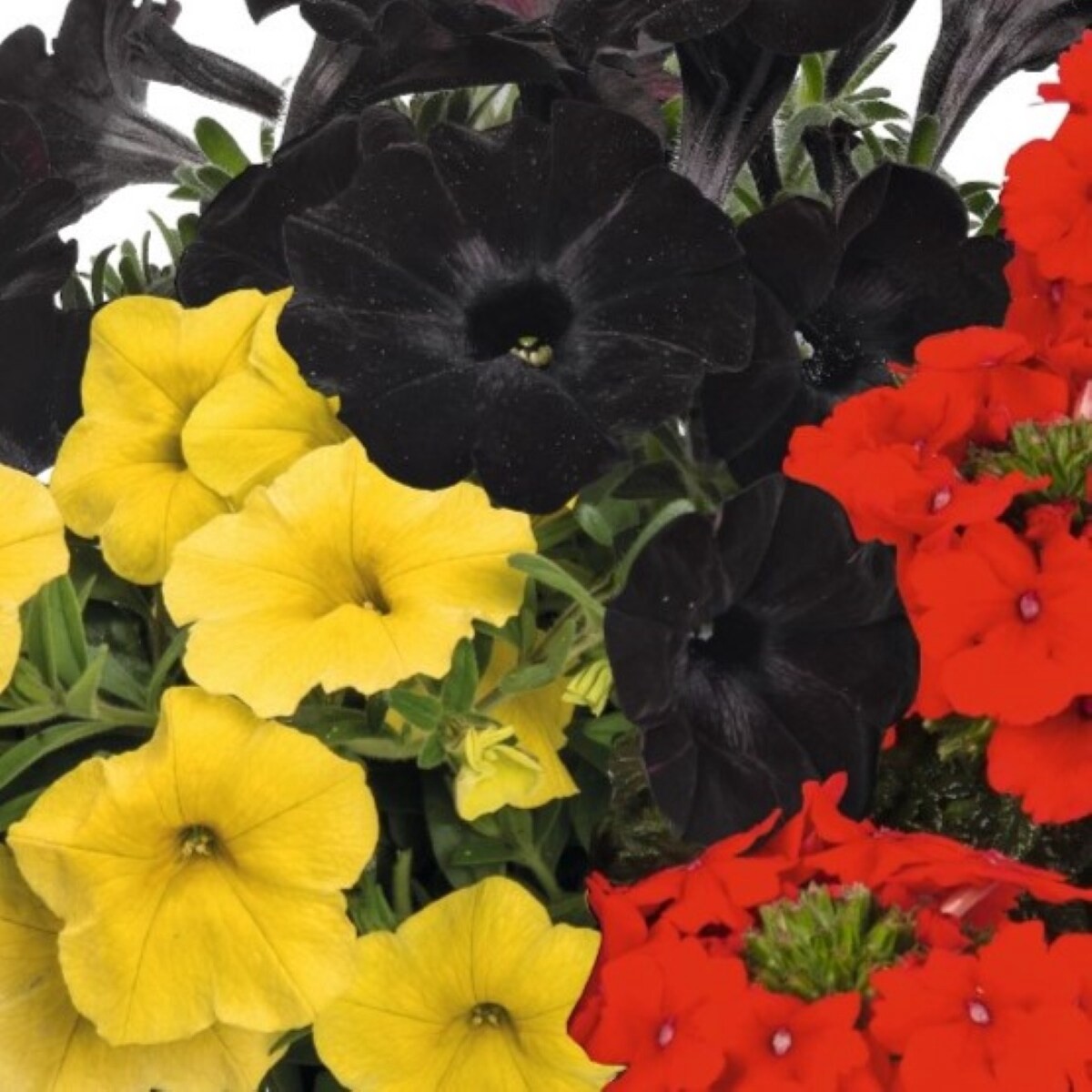 slide 2 of 2, Lowe's Multicolor Confetti Garden Octoberfest in 2-Gallon Hanging Basket, 1 ct