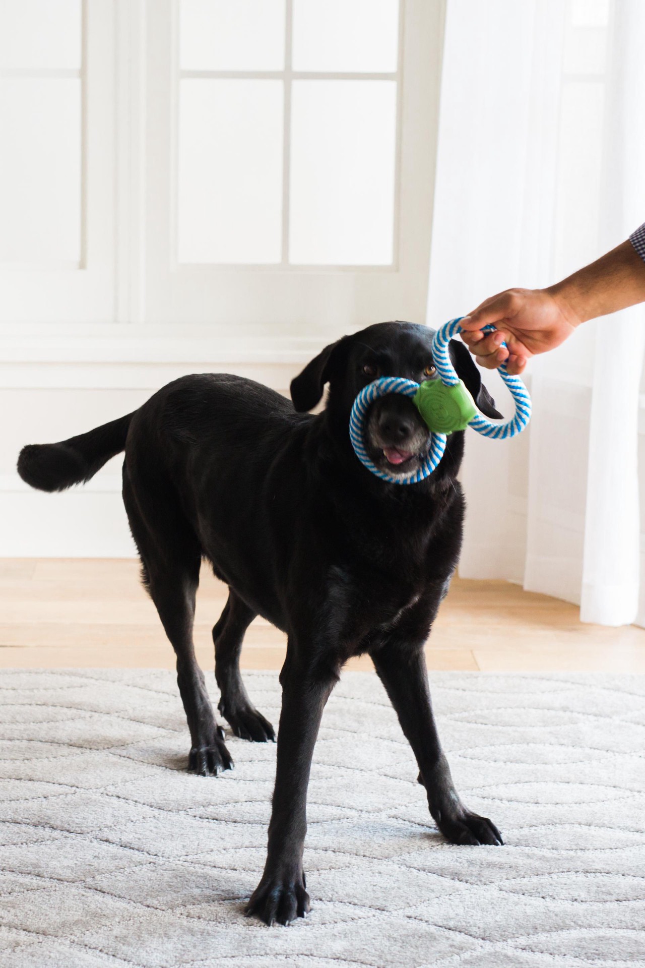 slide 2 of 5, JW Nylon Interactive Dog Toy, 1 ct