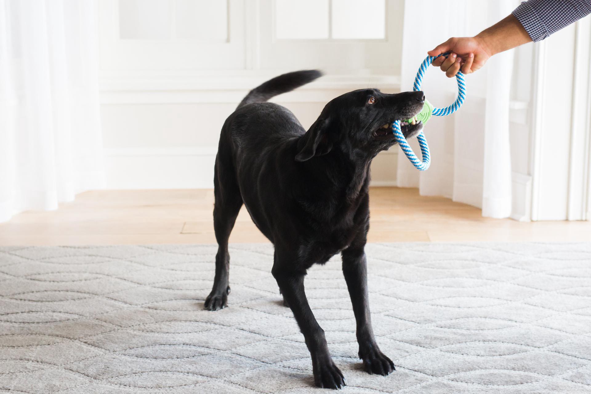 slide 5 of 5, JW Nylon Interactive Dog Toy, 1 ct